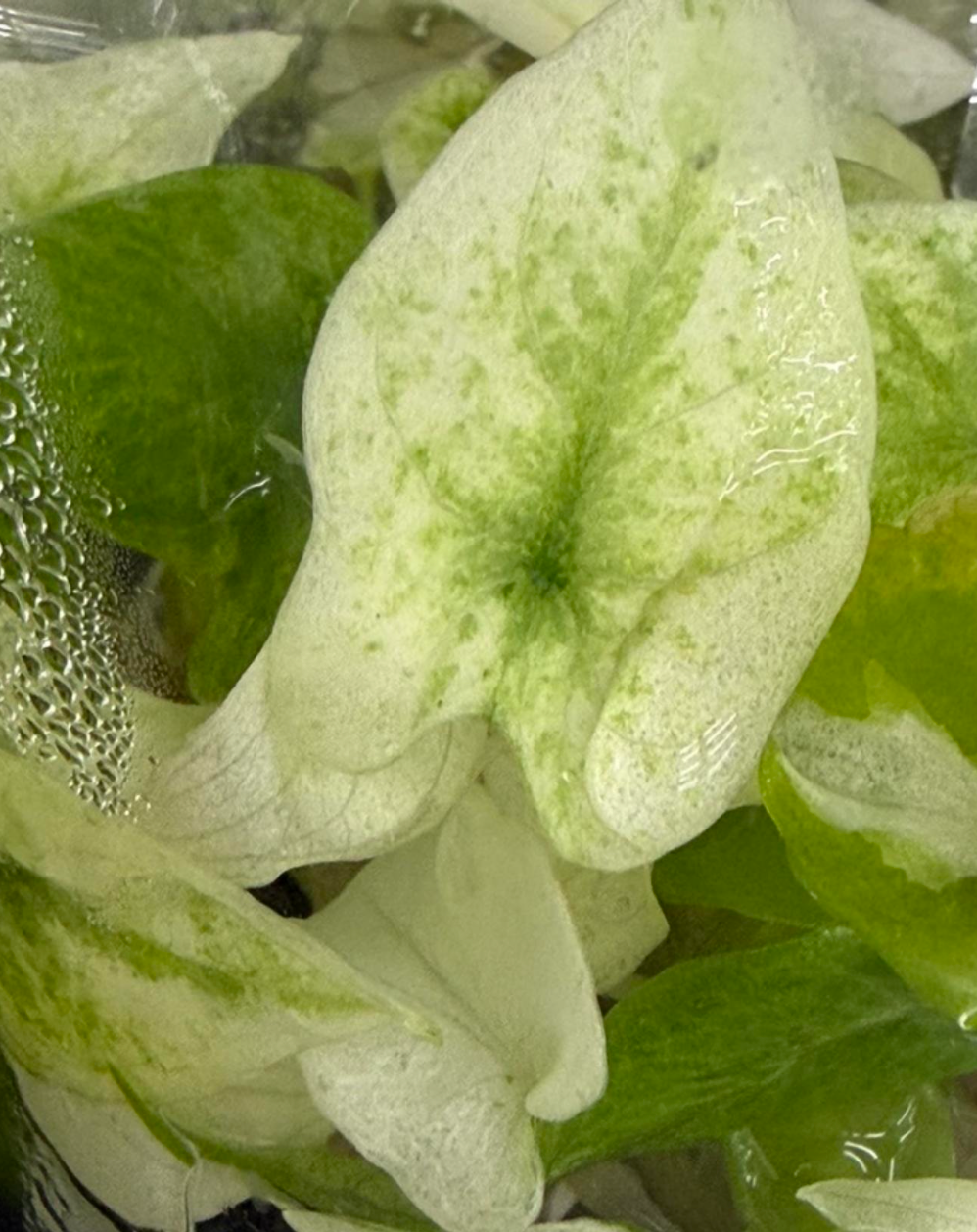 Alocasia Scalprum mint - TC
