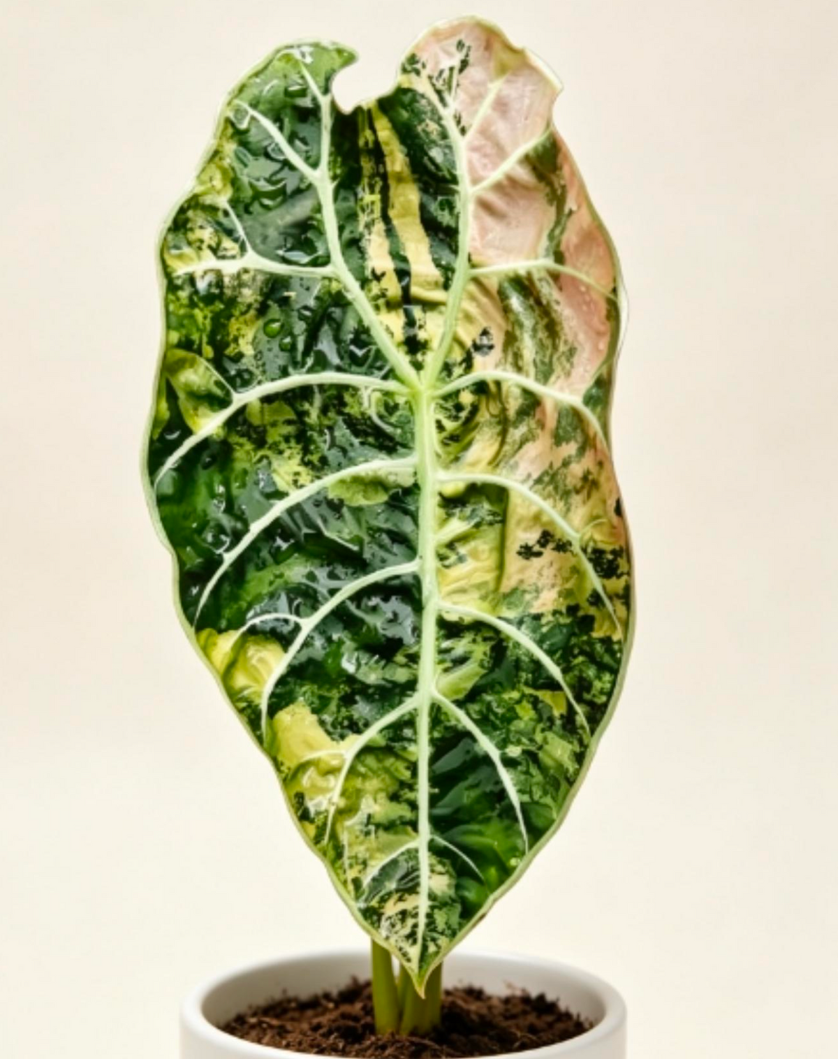 Alocasia Watsoniana Doff Aurea - TC