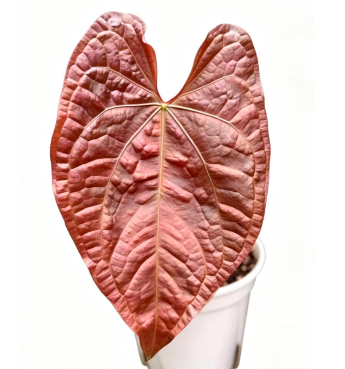 Anthurium Red Crystal x Luxurians - TC