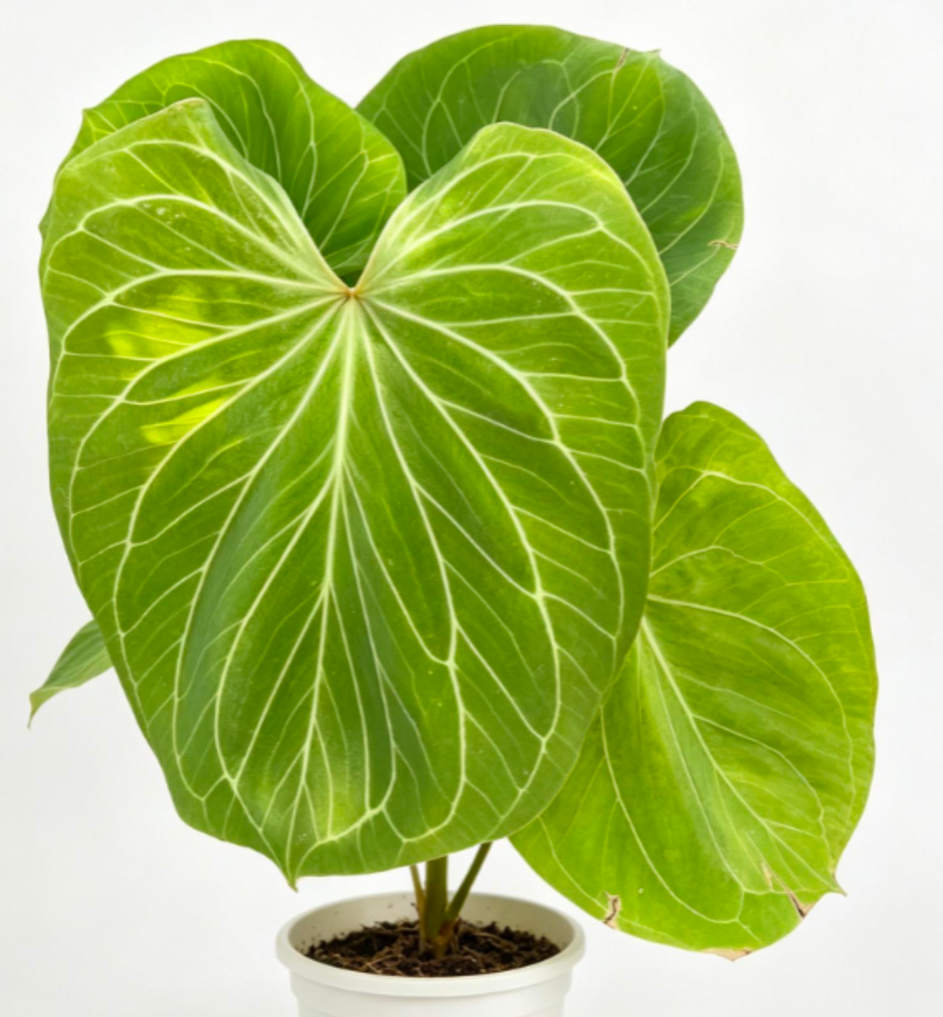 Anthurium KOS Gold - TC