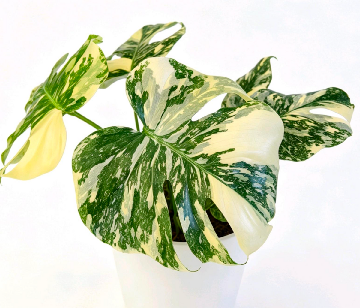 Monstera Deliciosa Albo -TC