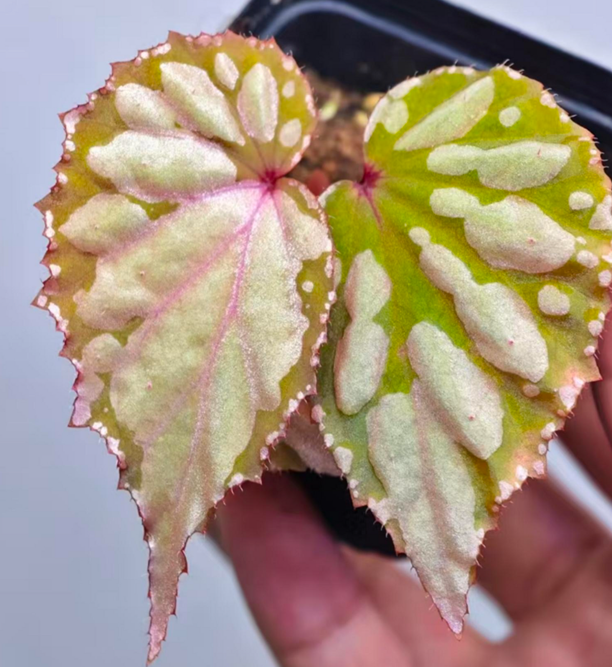 Begonia with Pudding Milk Foam - TC