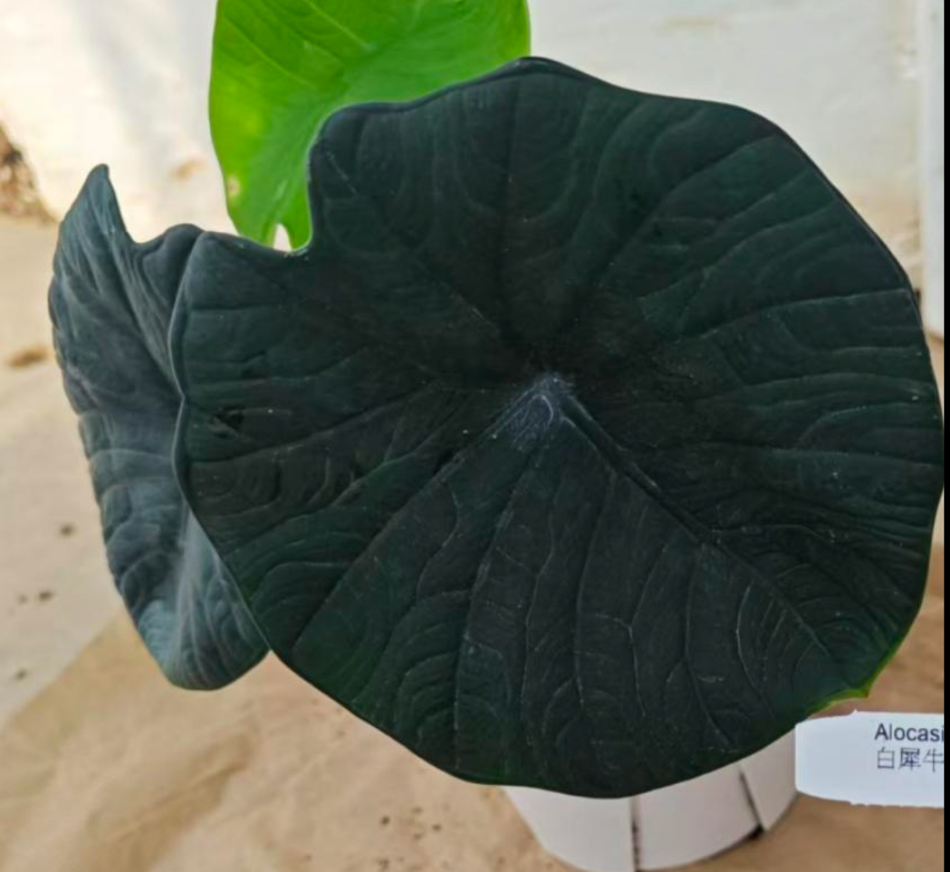 Alocasia Chaii - Tc
