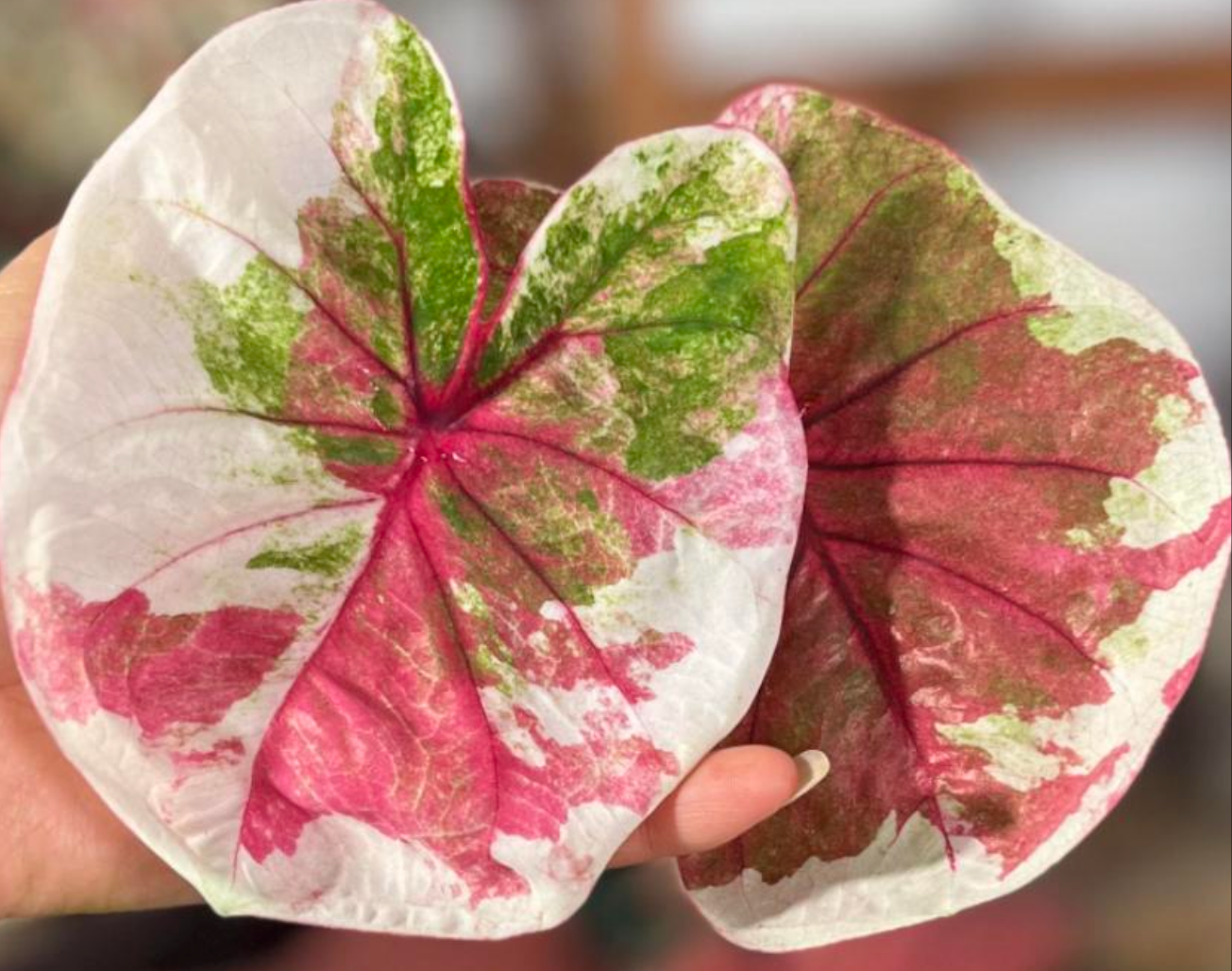 Caladium Harabara - TC