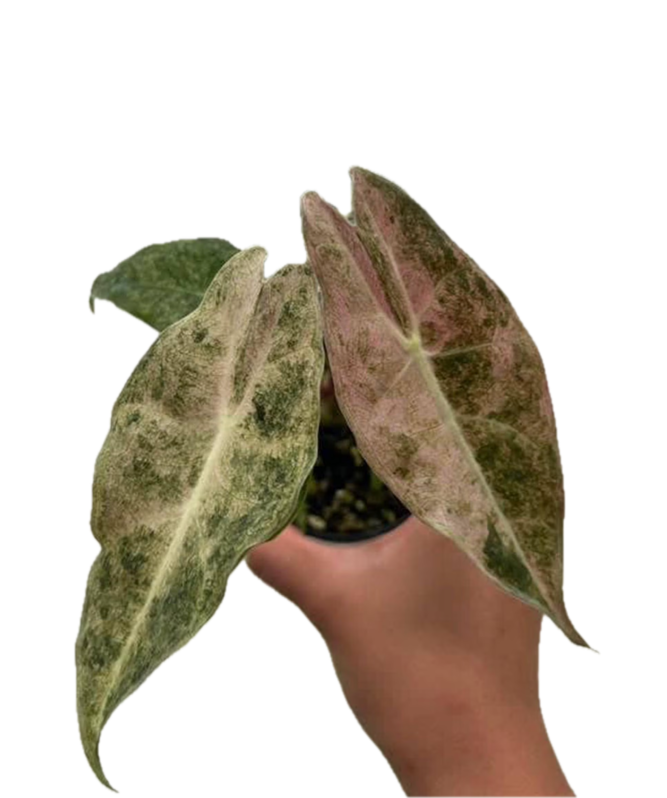 Alocasia Longiloba Black Satun ‘Stardust’ - TC