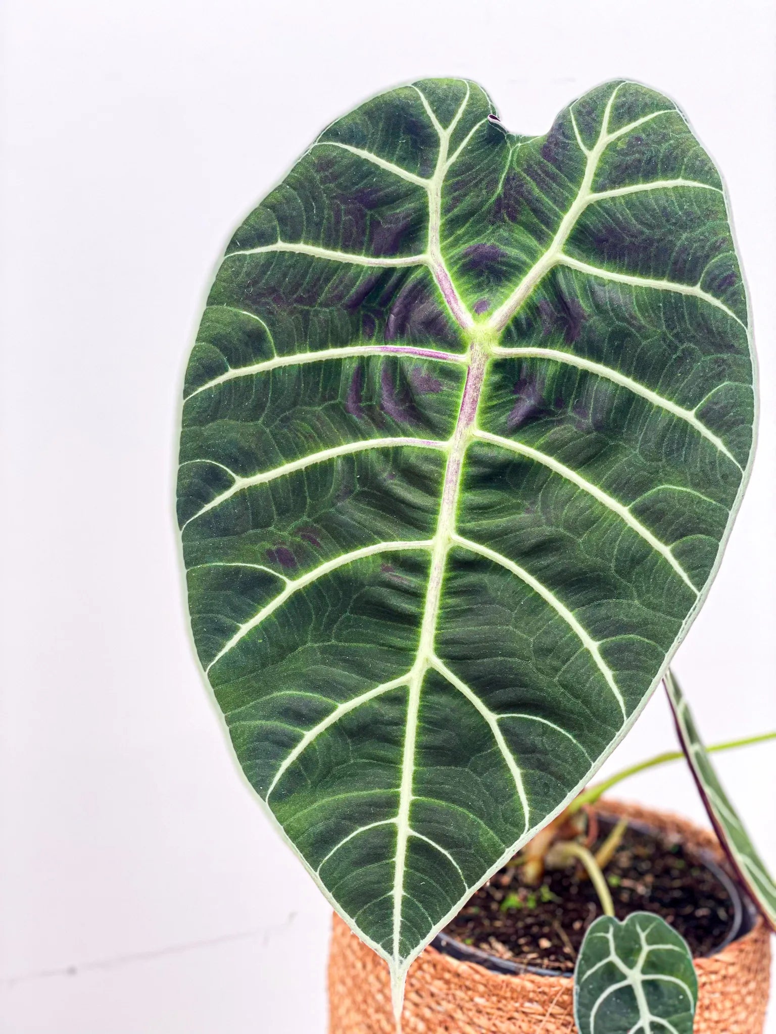 Alocasia Pride Of Curup - TC- Tissue Culture