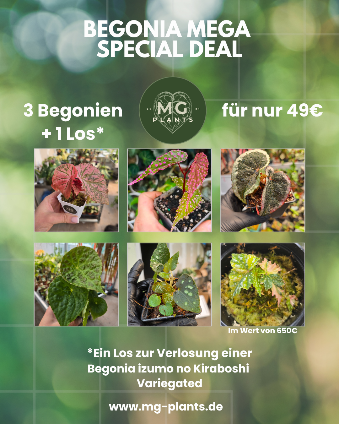 Begonia Special Paket + 1 Lose