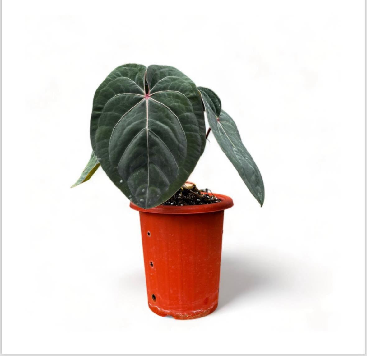 anthurium blood moon Anthurium Hoffmanii ‘Blood Moon’ blühend