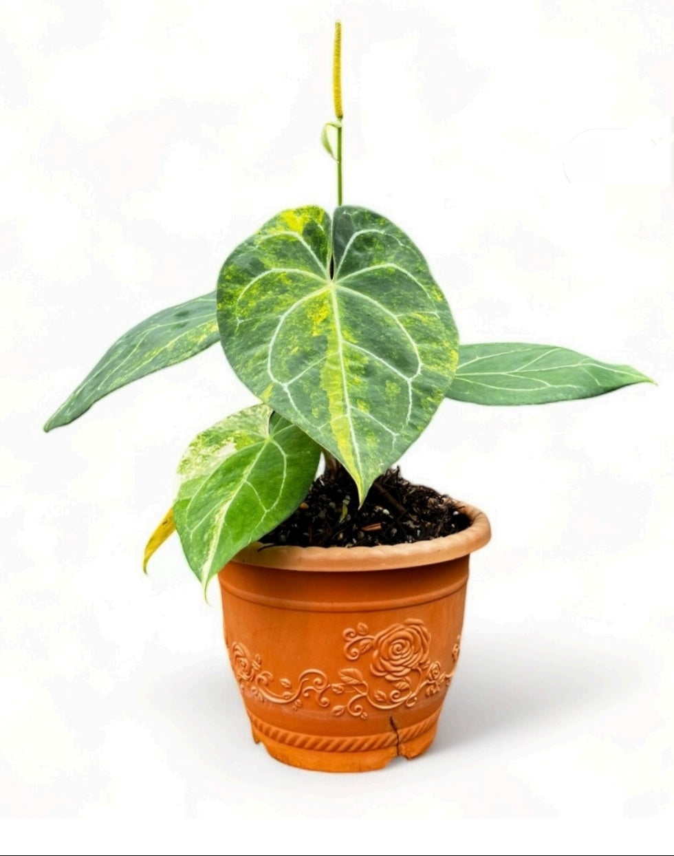 anthurium papillilaminum x magnificum Anthurium Papillilaminum x Magnificum Variegata Mutterpflanze