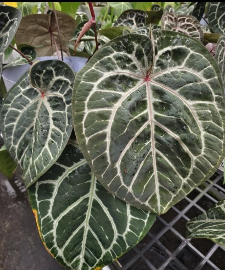 Anthurium Red Crystallinum-TC- Tissue Culture