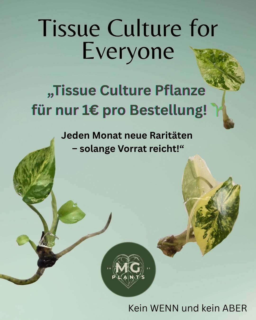 Tissue Culture for 1 € - such dir eine aus!