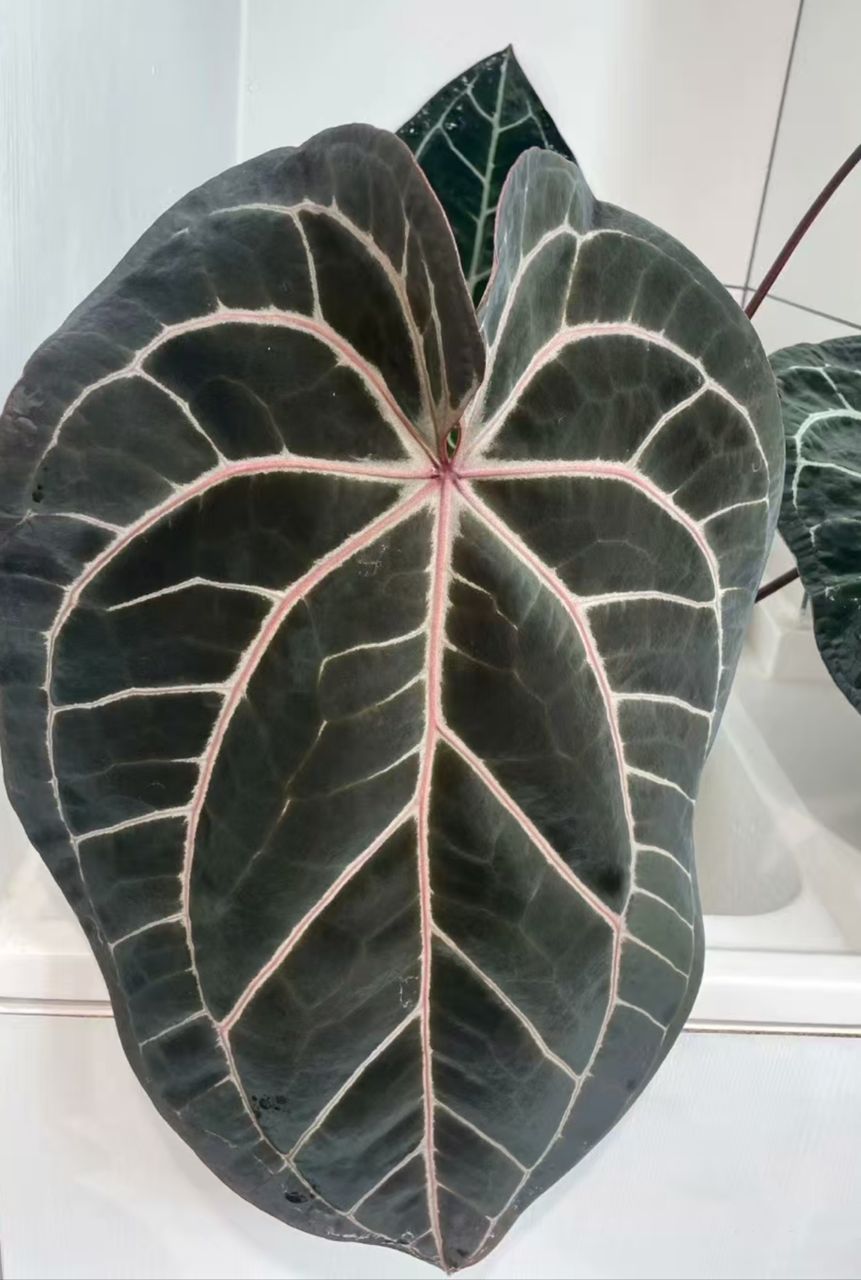 Anthurium Wonderboy x Michelle - TC - Tissue Culture