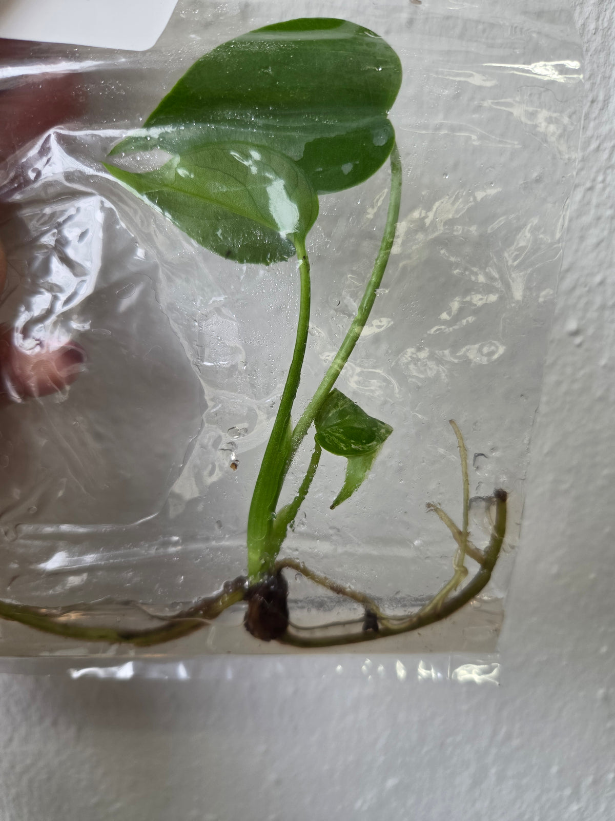 Monstera Devil Monster - TC Tissue Culture