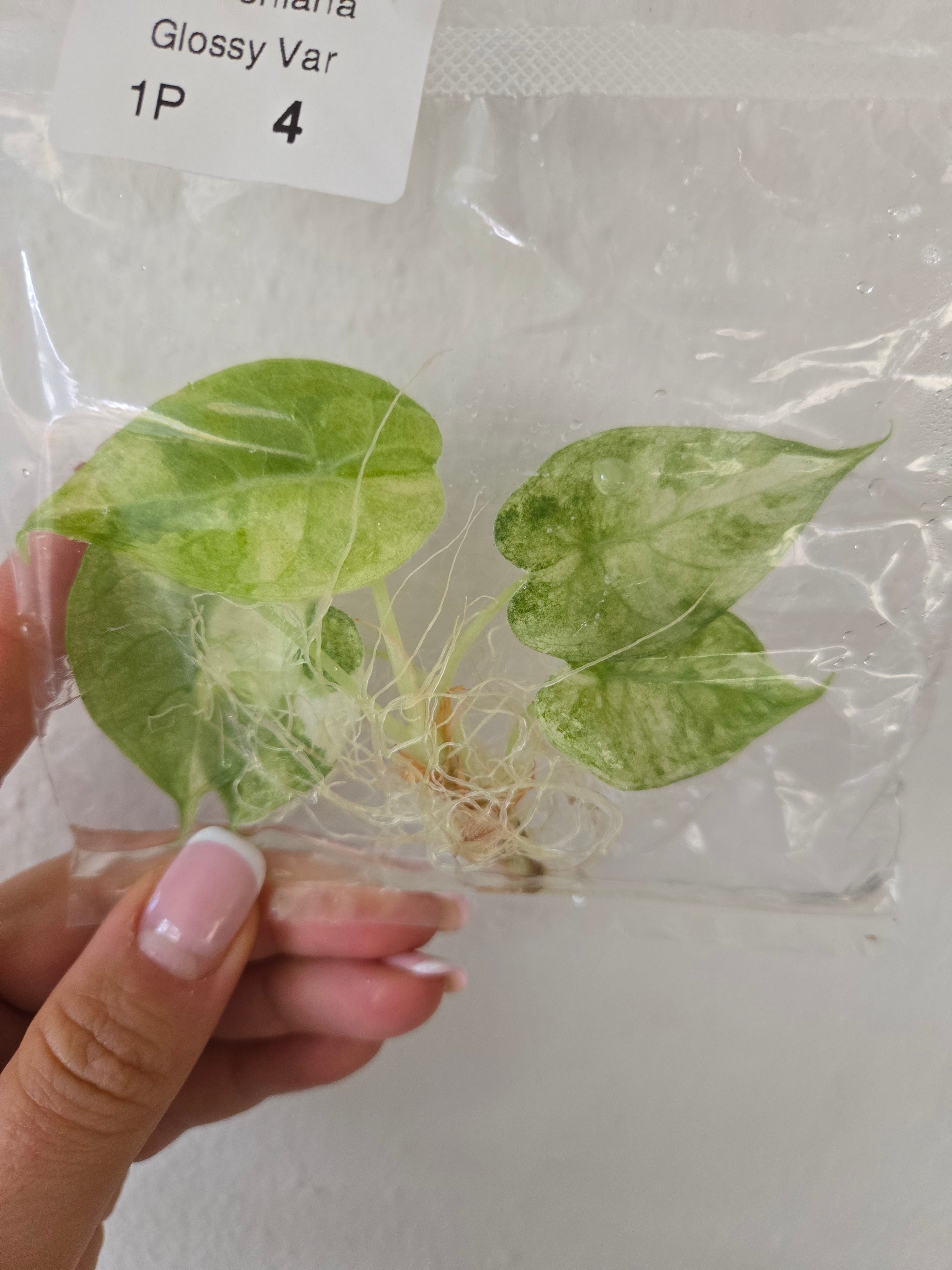 Alocasia Watsoniana Glossy Variegata - Tissue Culture (TC)