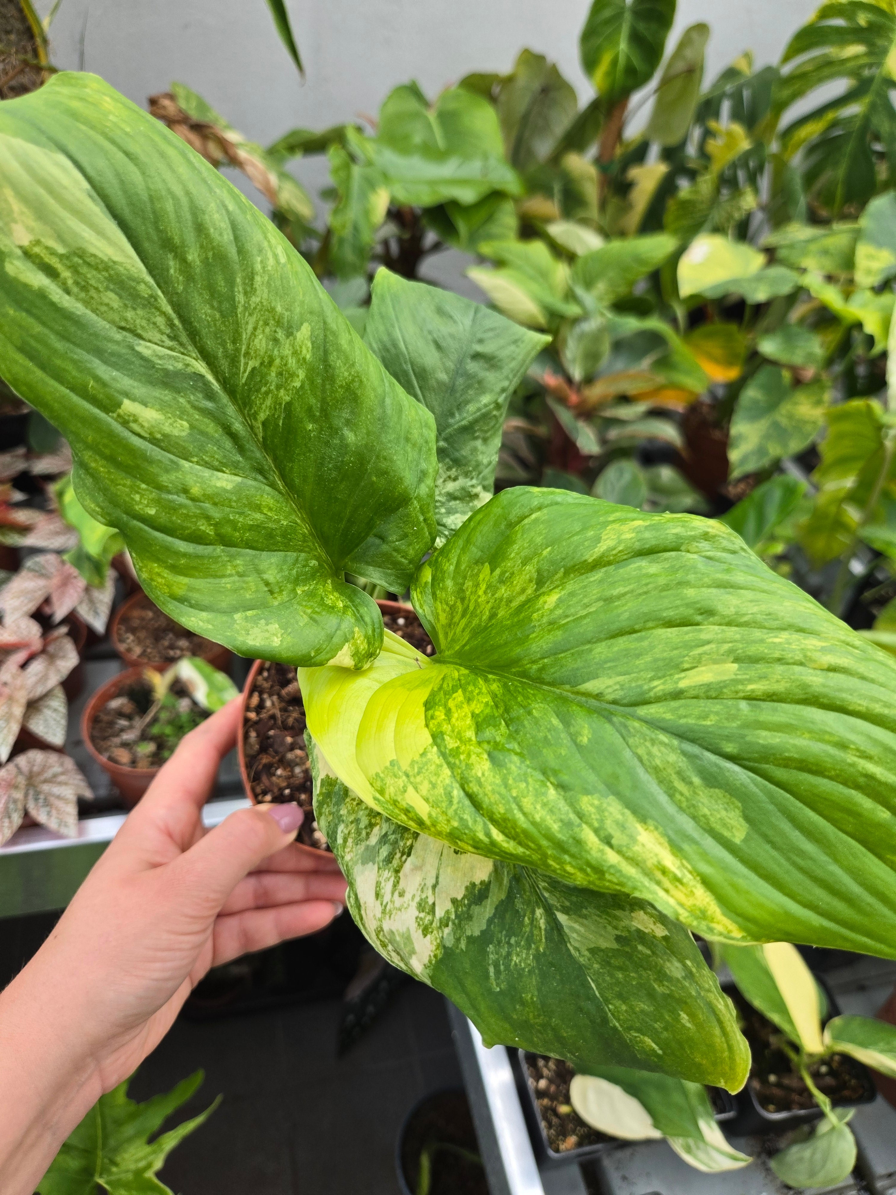 Homalomena Aurea L