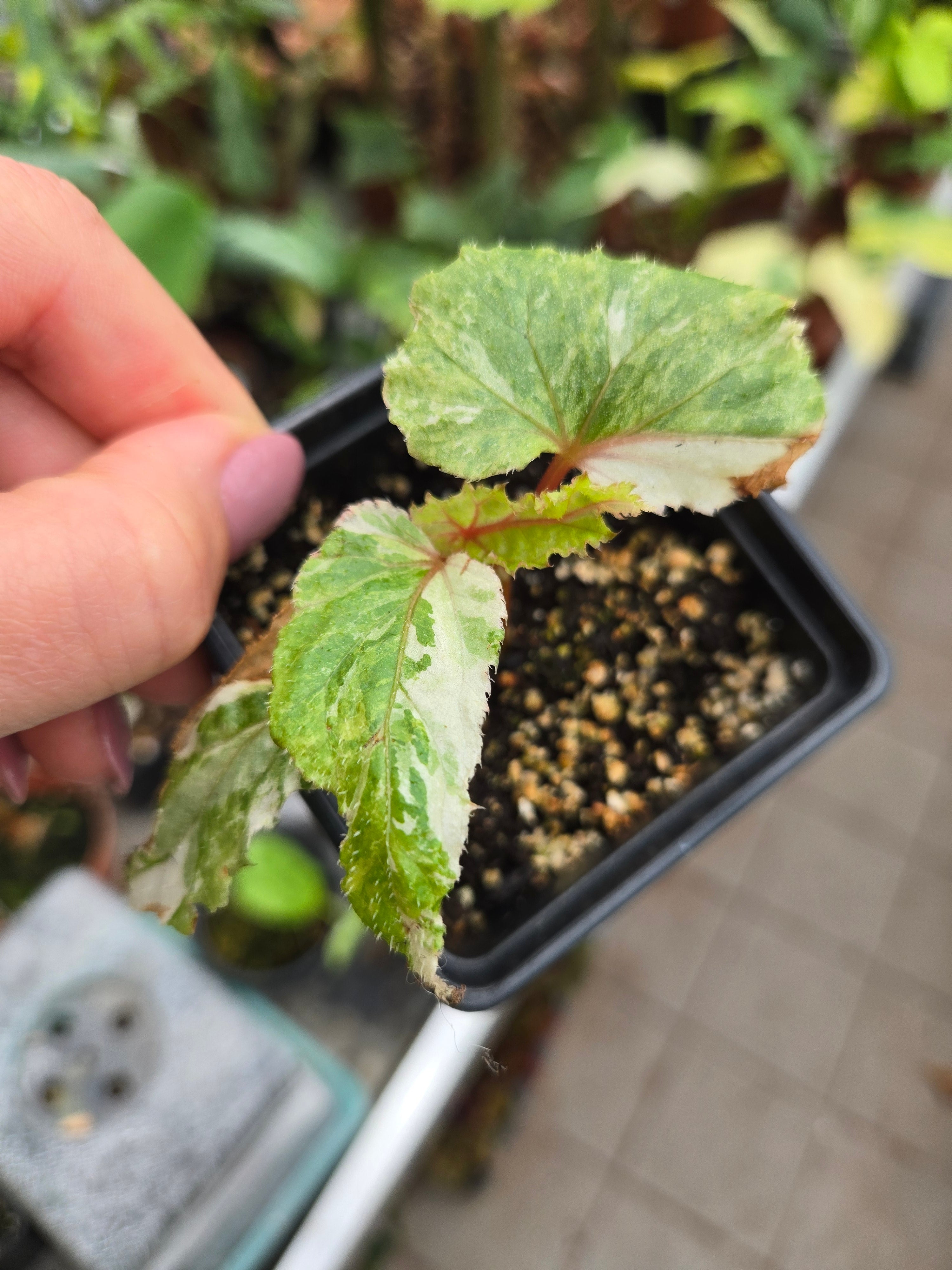 Begonia sp Albo pink Vein