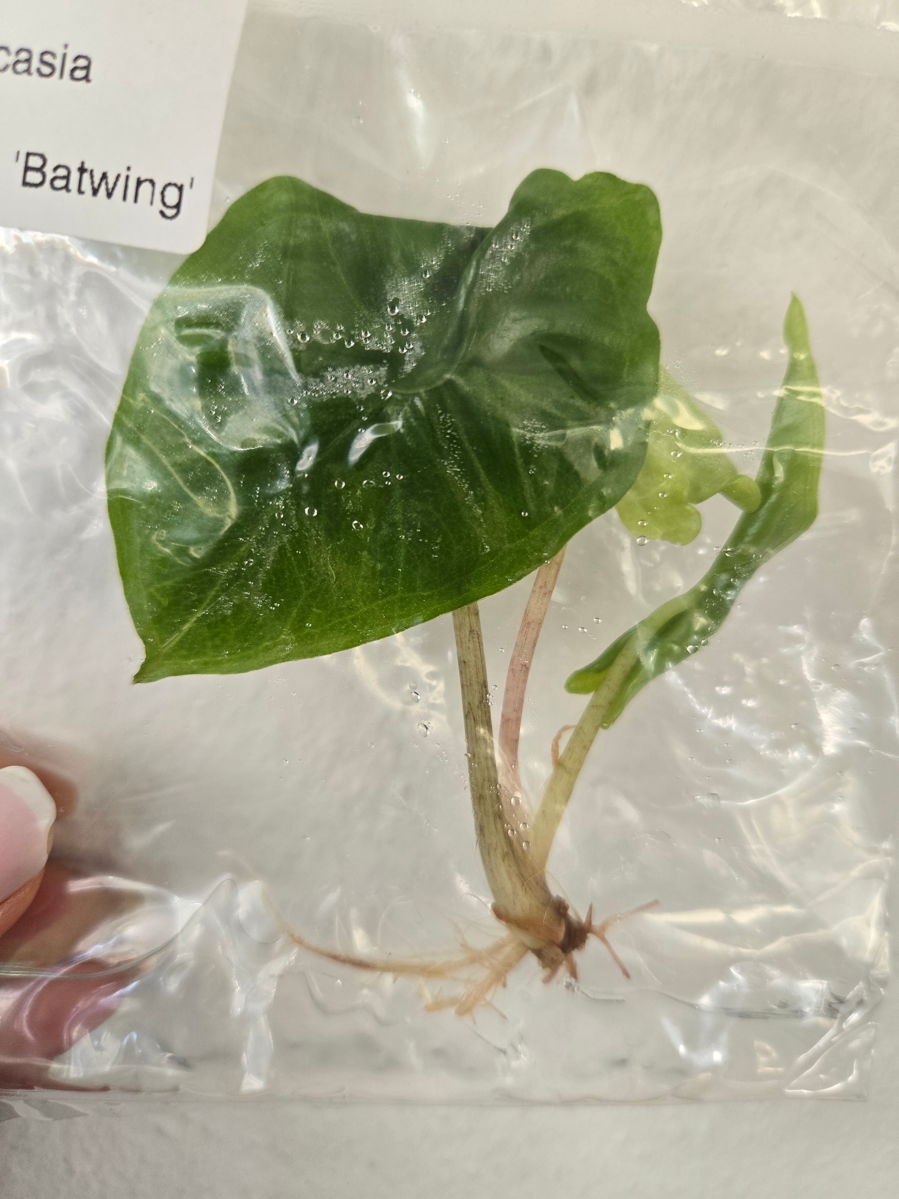 Alocasia Advincula Batwing - TC