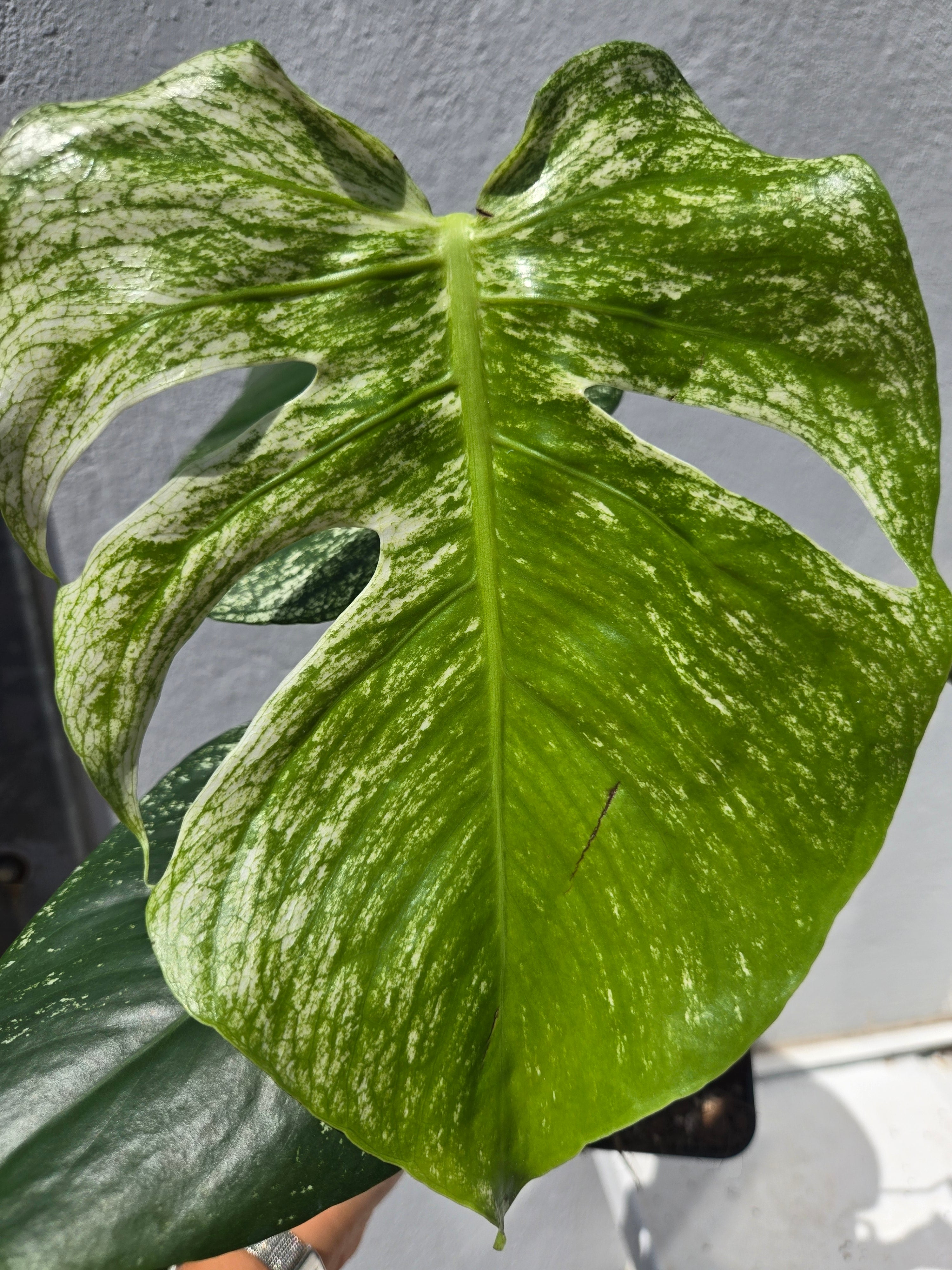 Monstera Devil Monster 45cm