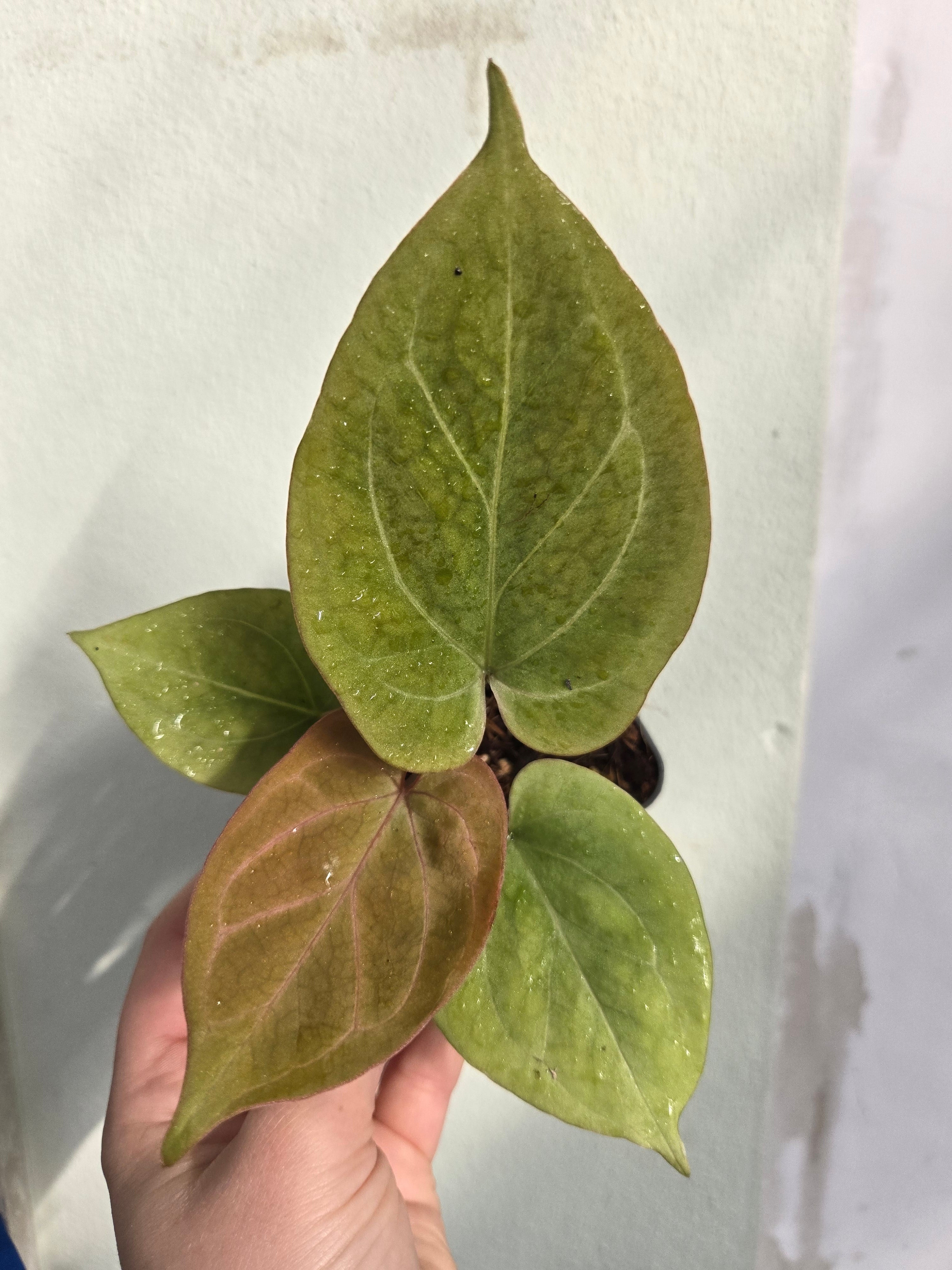 Anthurium King of Spades (KOS) Gold