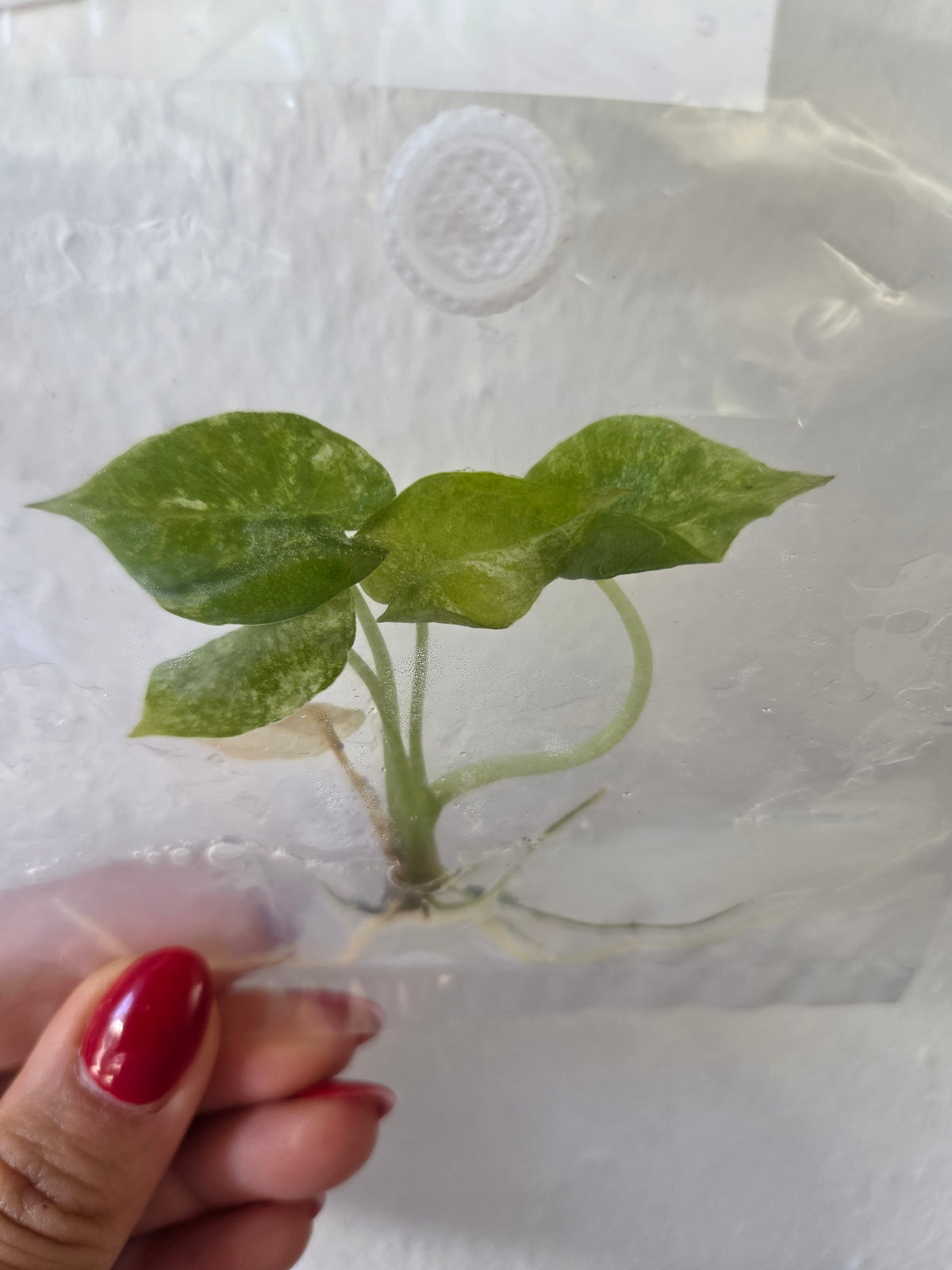 Alocasia Regale Shield mint - TC