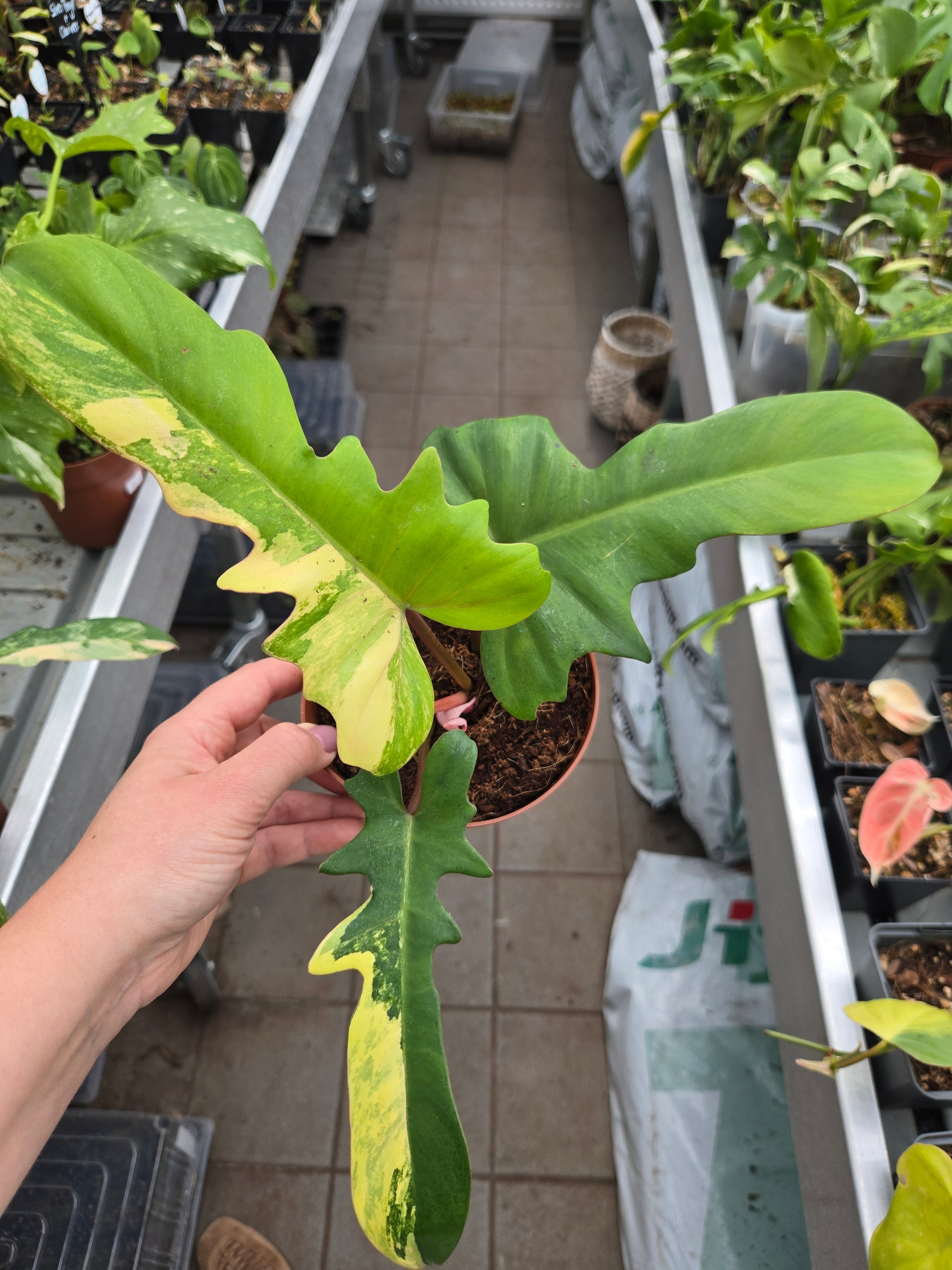 Philodendron Mayoi x Florida Beauty