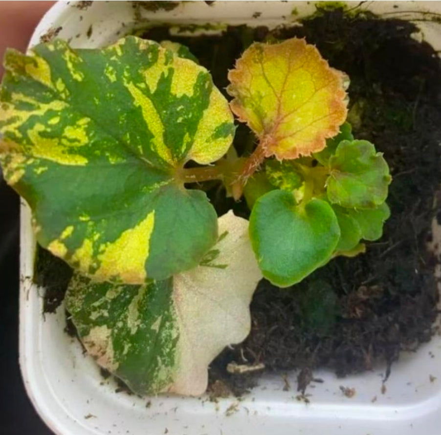 Begonia
Carnival Variegated - TC