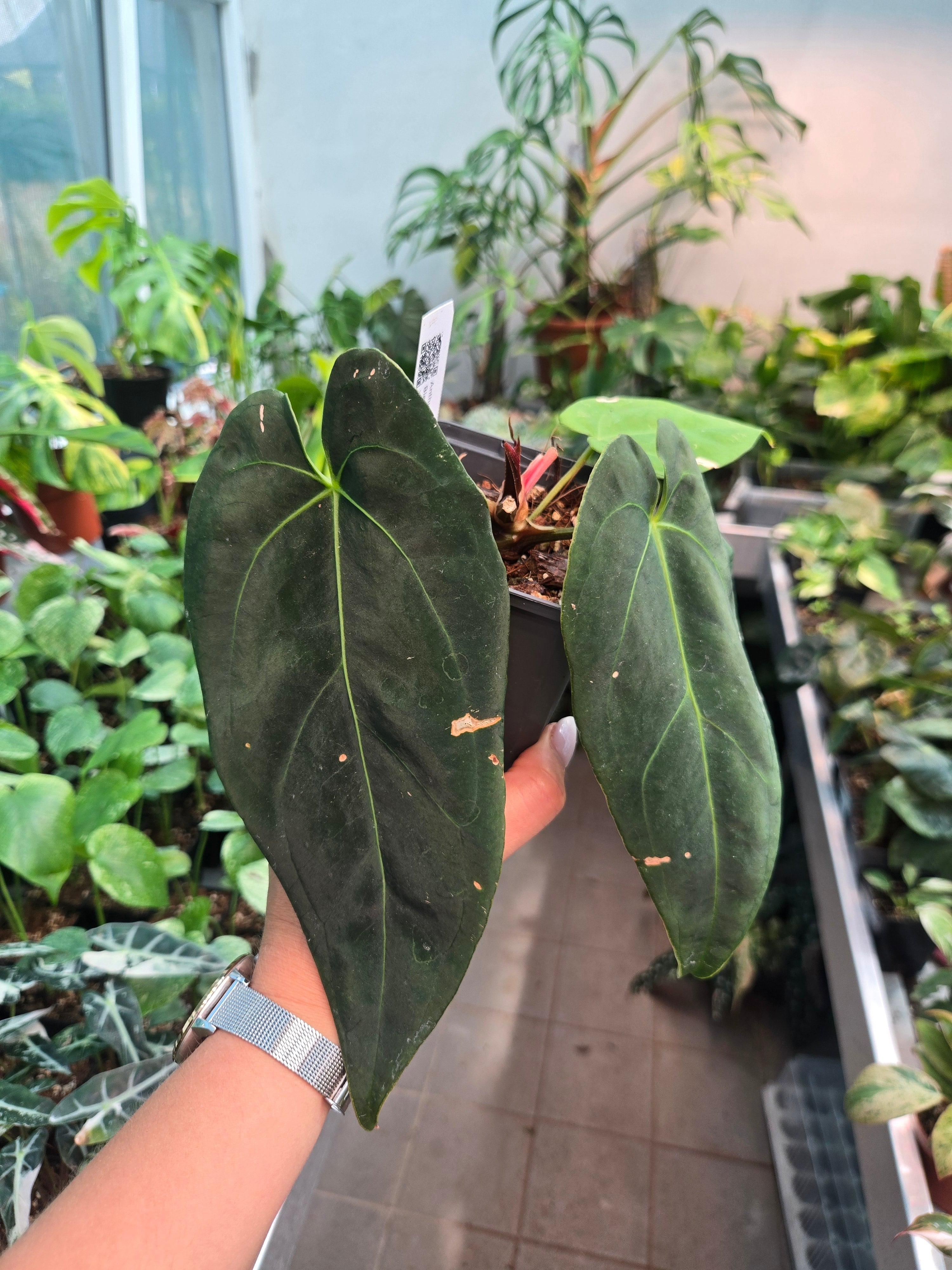 Anthurium Black Widow x RVC x dress x Carla