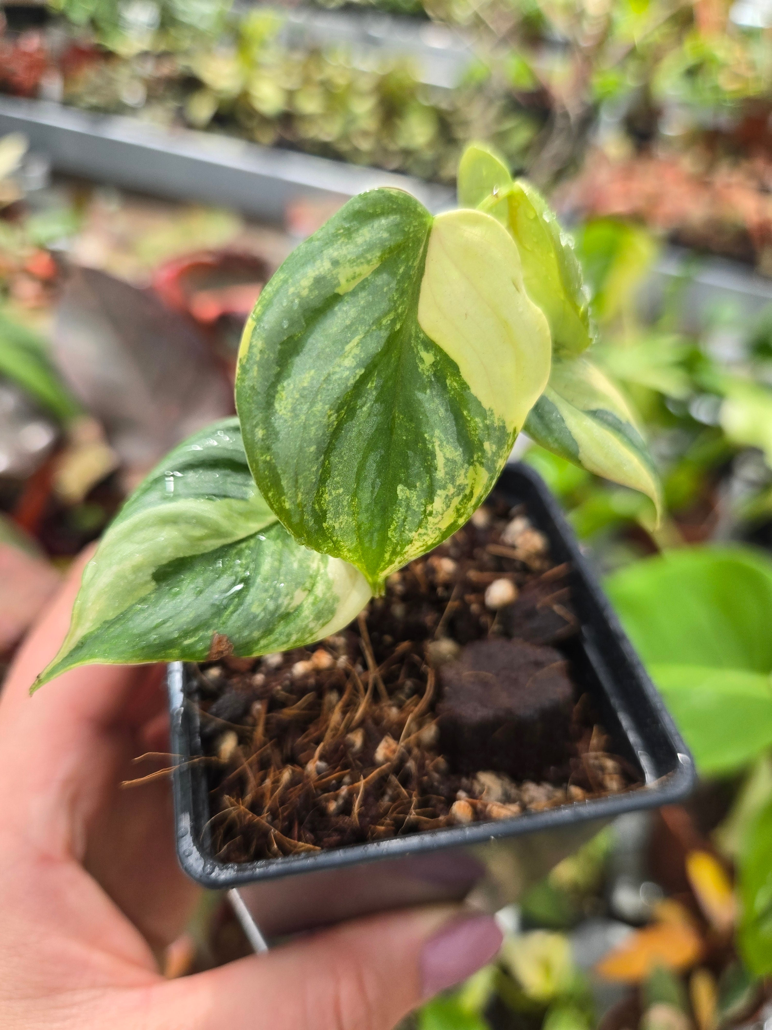 Philodendron Brandtianum Albo