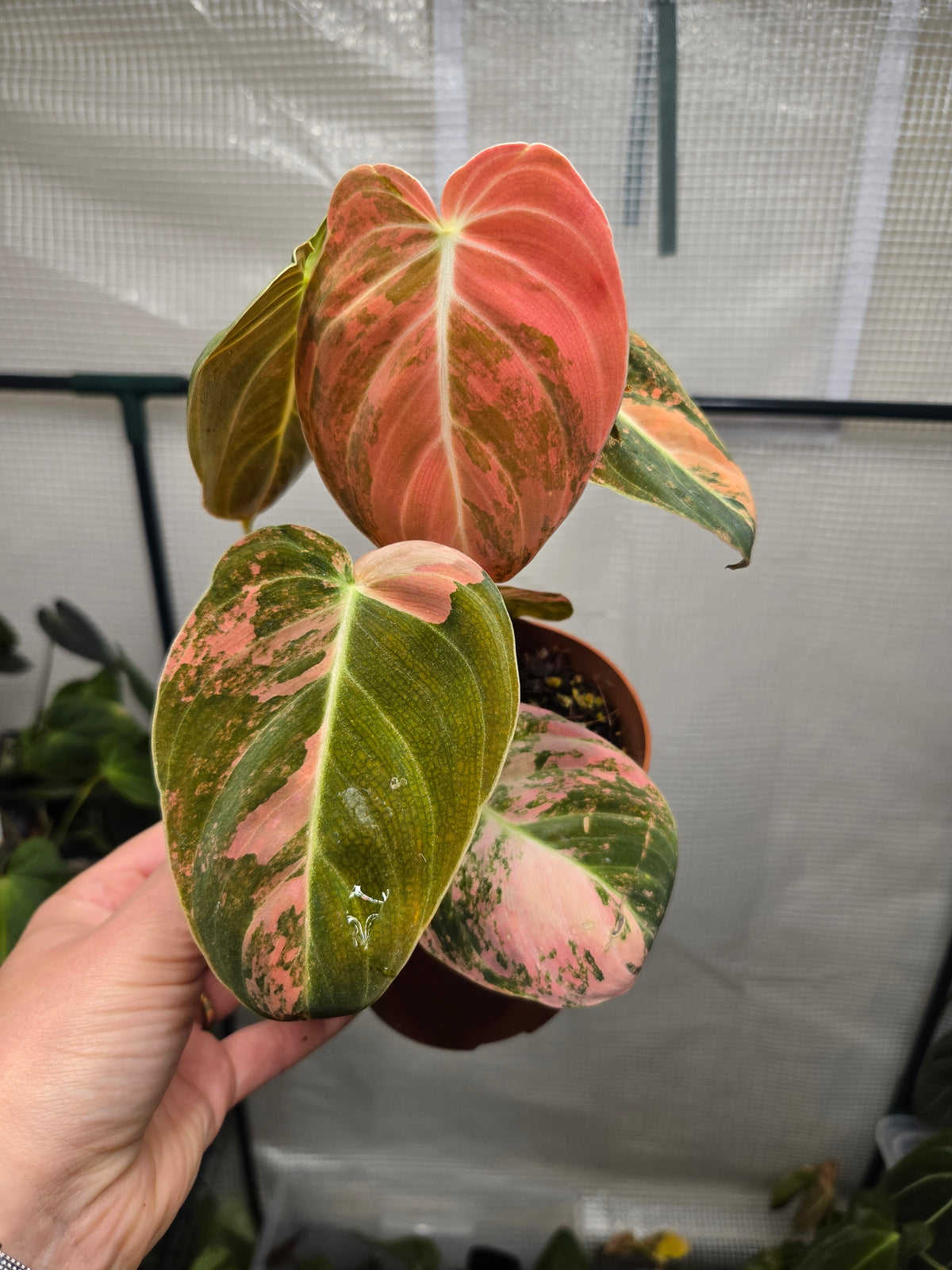 Philodendron Melanochysum Bonfire