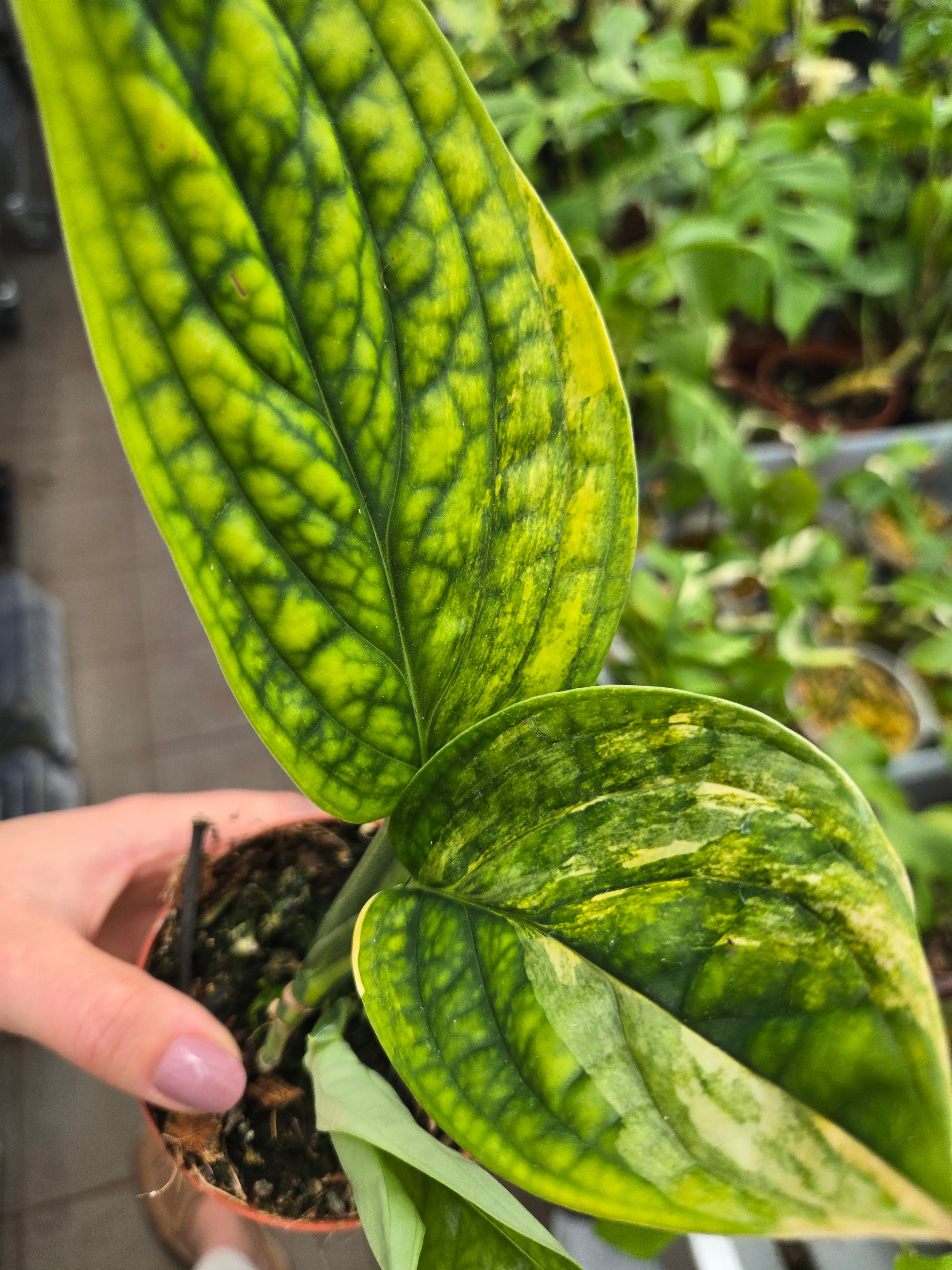 Monstera Karstenianum Peru Variegata