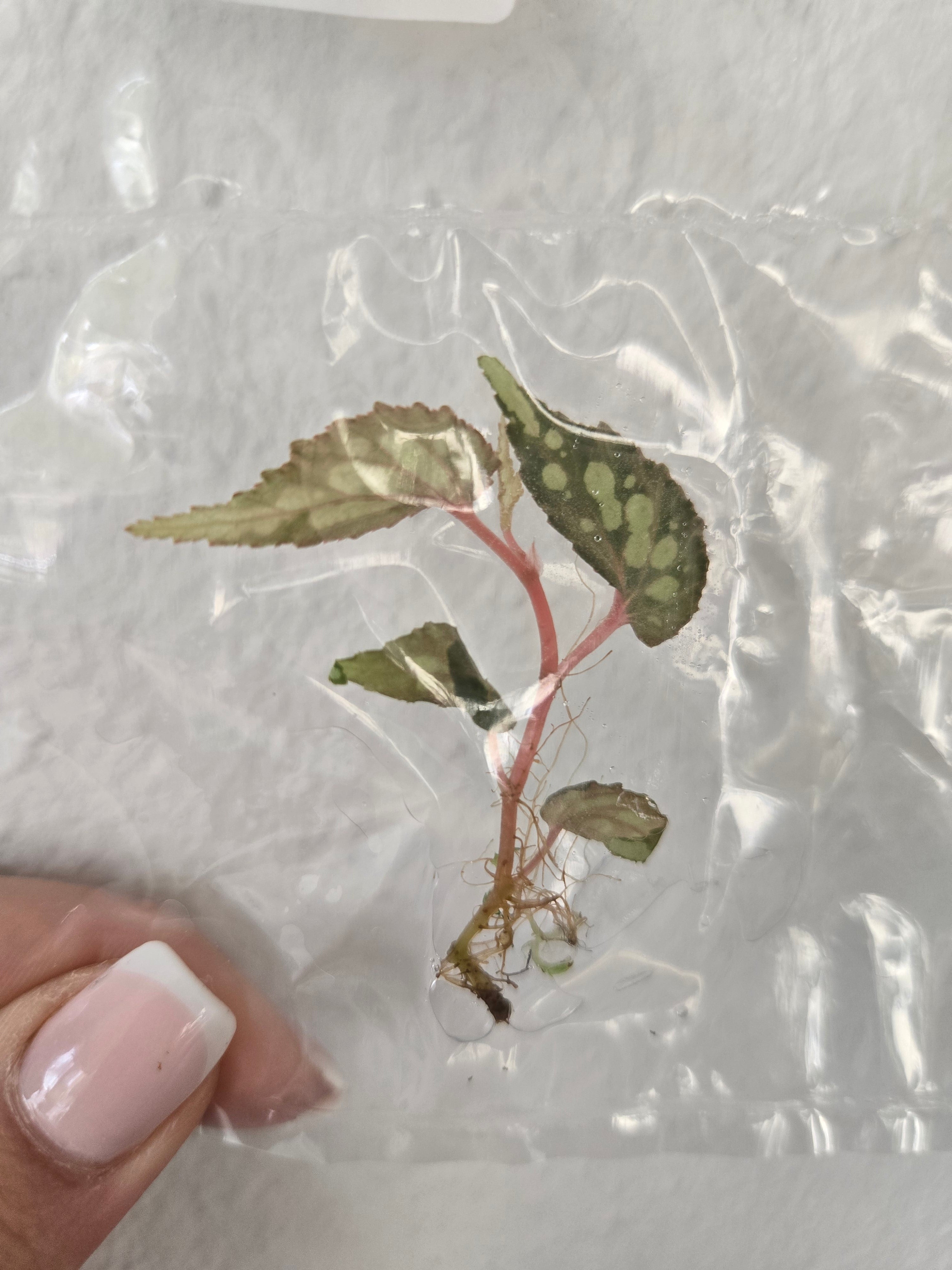 Begonia "Lucifer" - TC