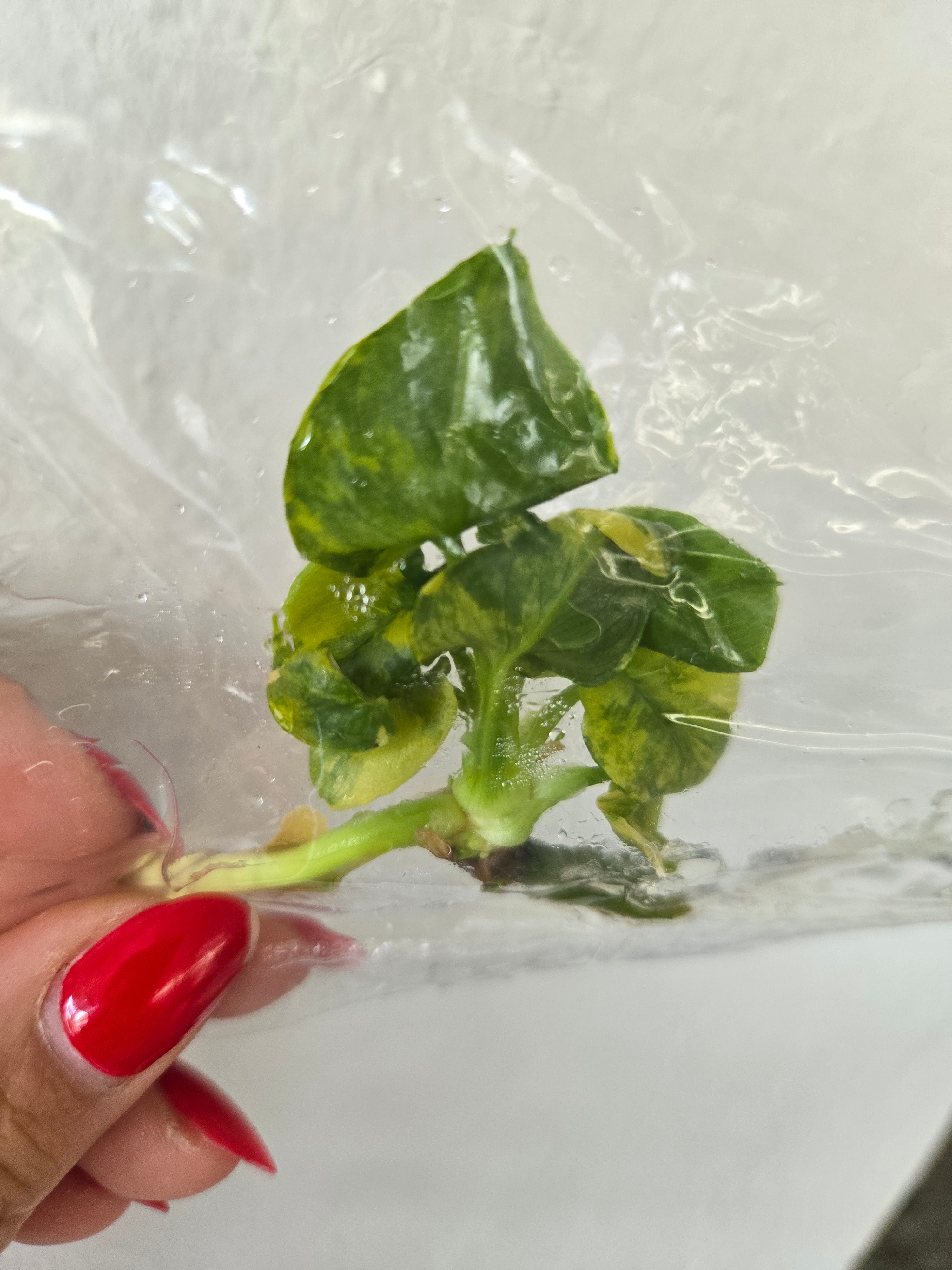 Philodendron Bipinnatifidum Super Atom Variegata- TC