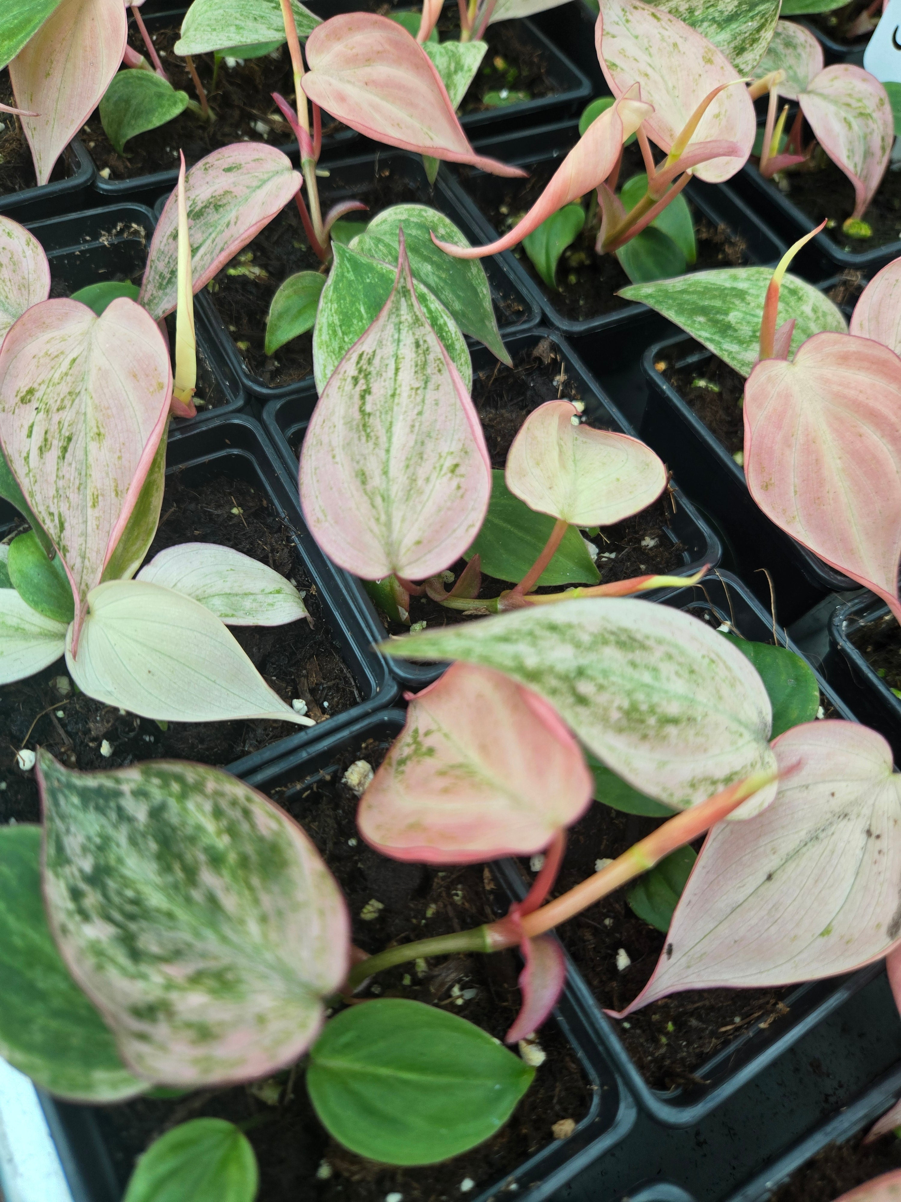 Philodendron Micans Marble Variegata