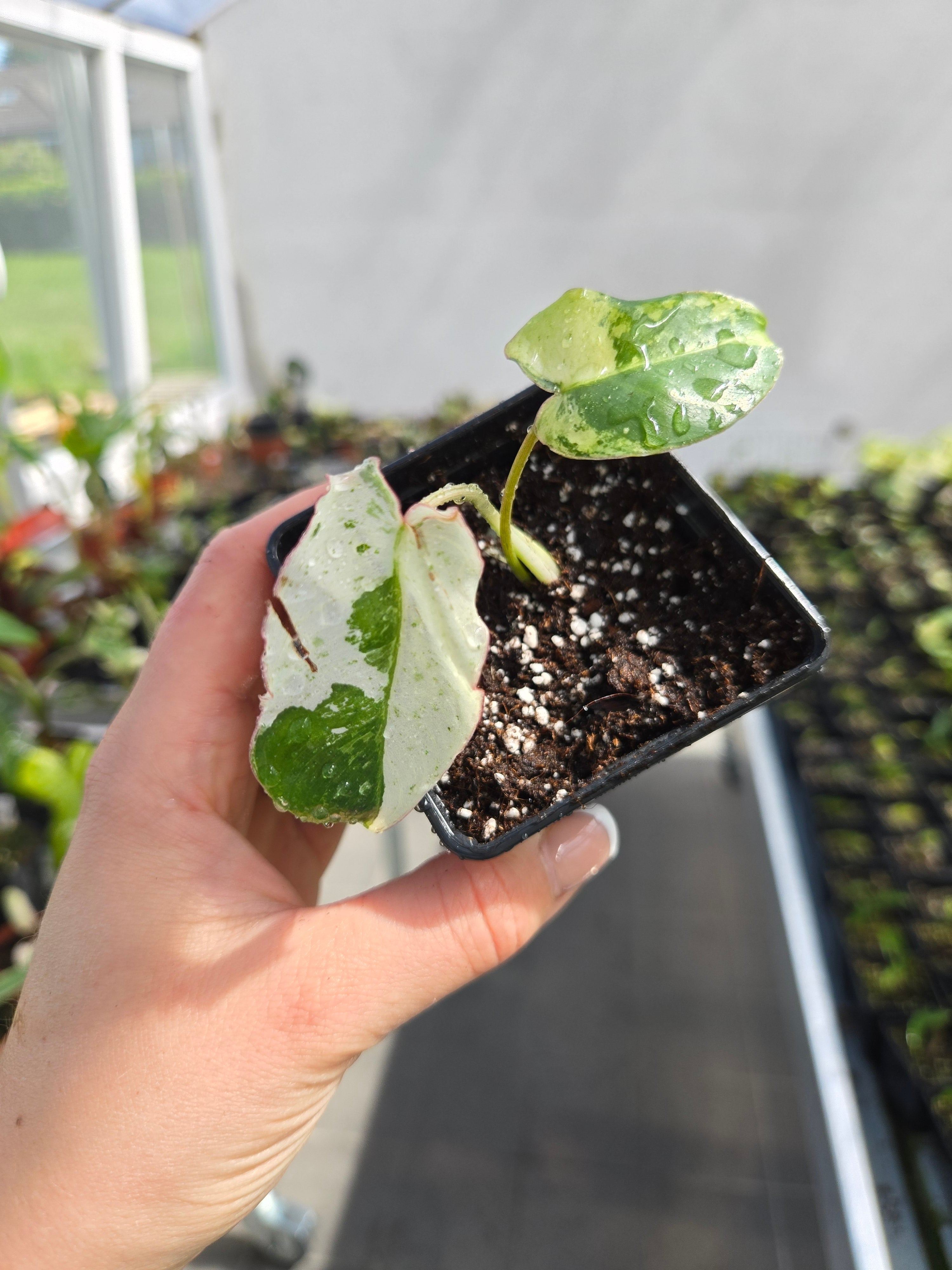 Philodendron Burlemarx Snow White Variegata