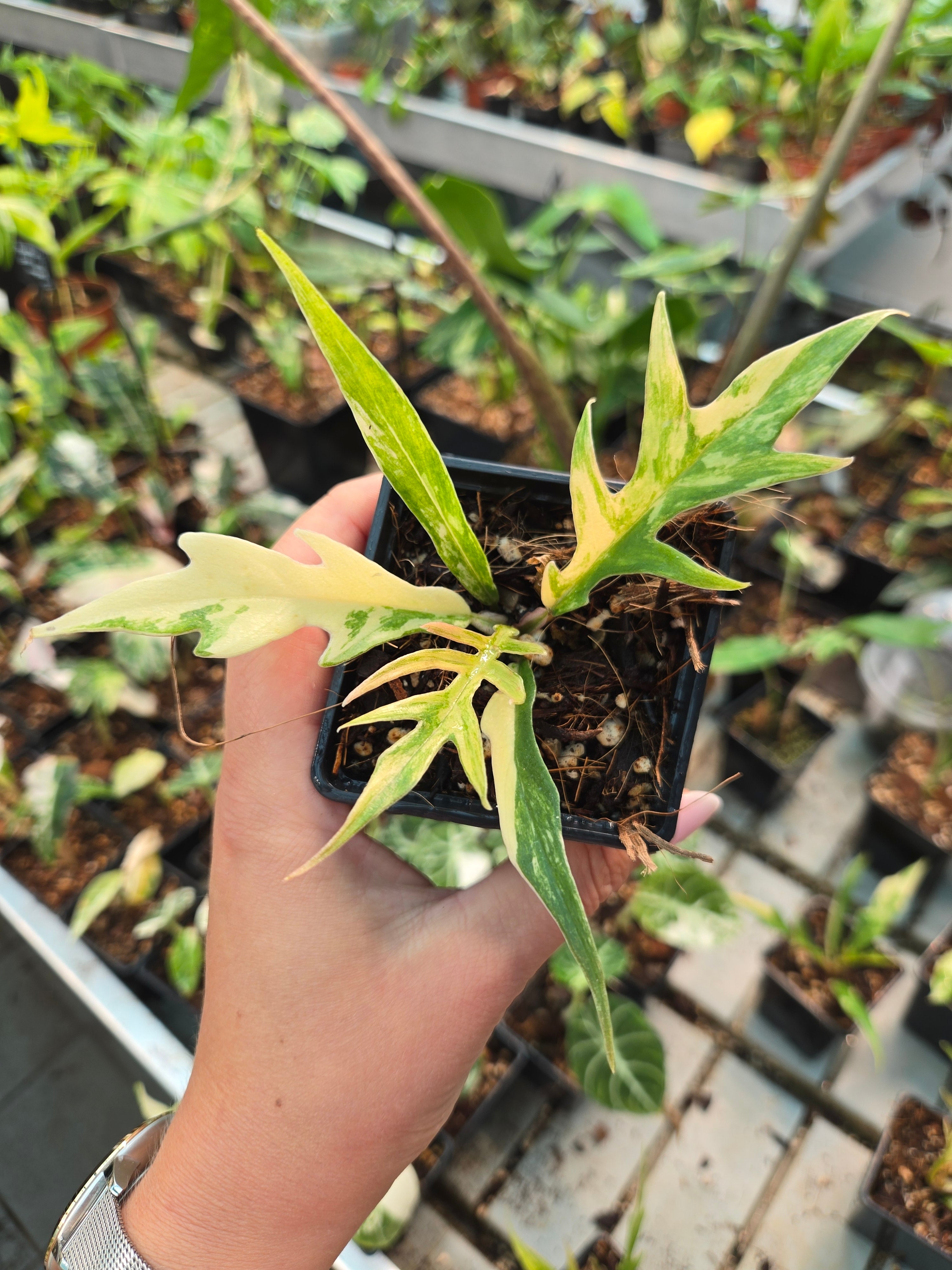 Philodendron Radiatum Variegata