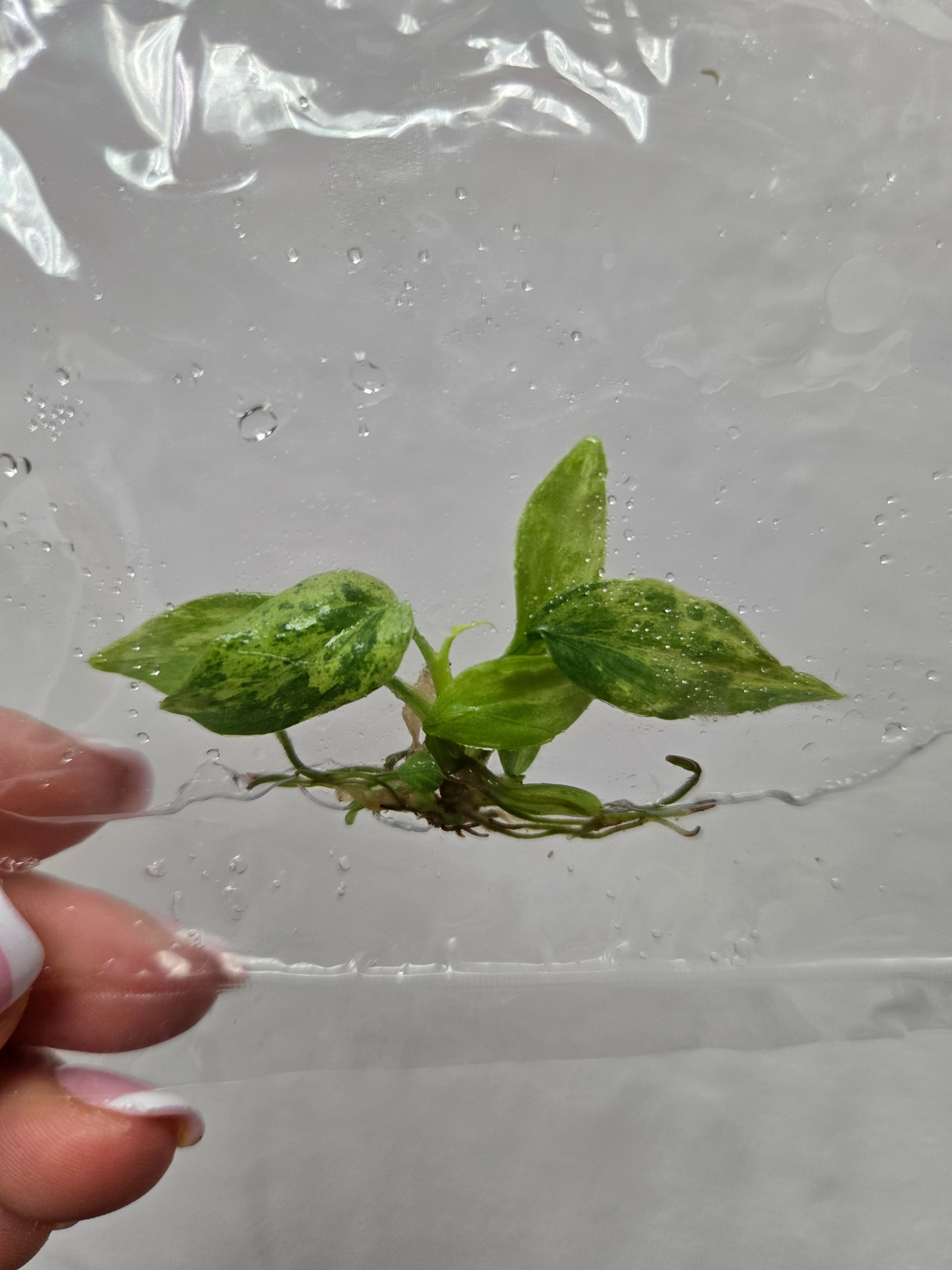 Philodendron Brandtianum Variegated - TC