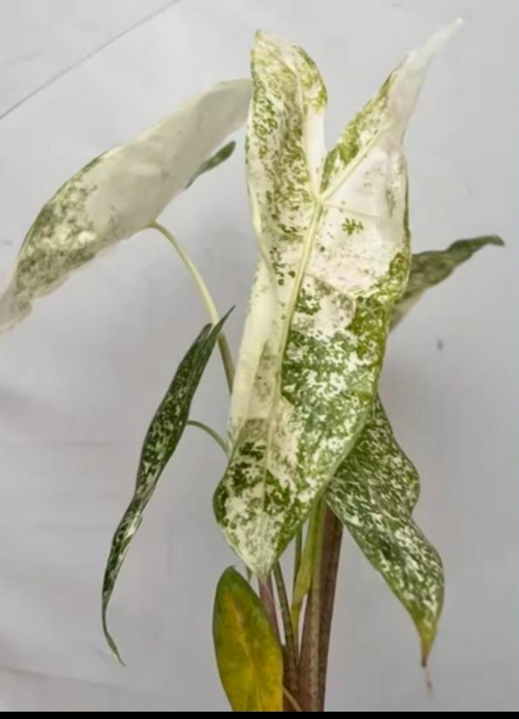 Alocasia Longiloba Thai Con Mint - TC