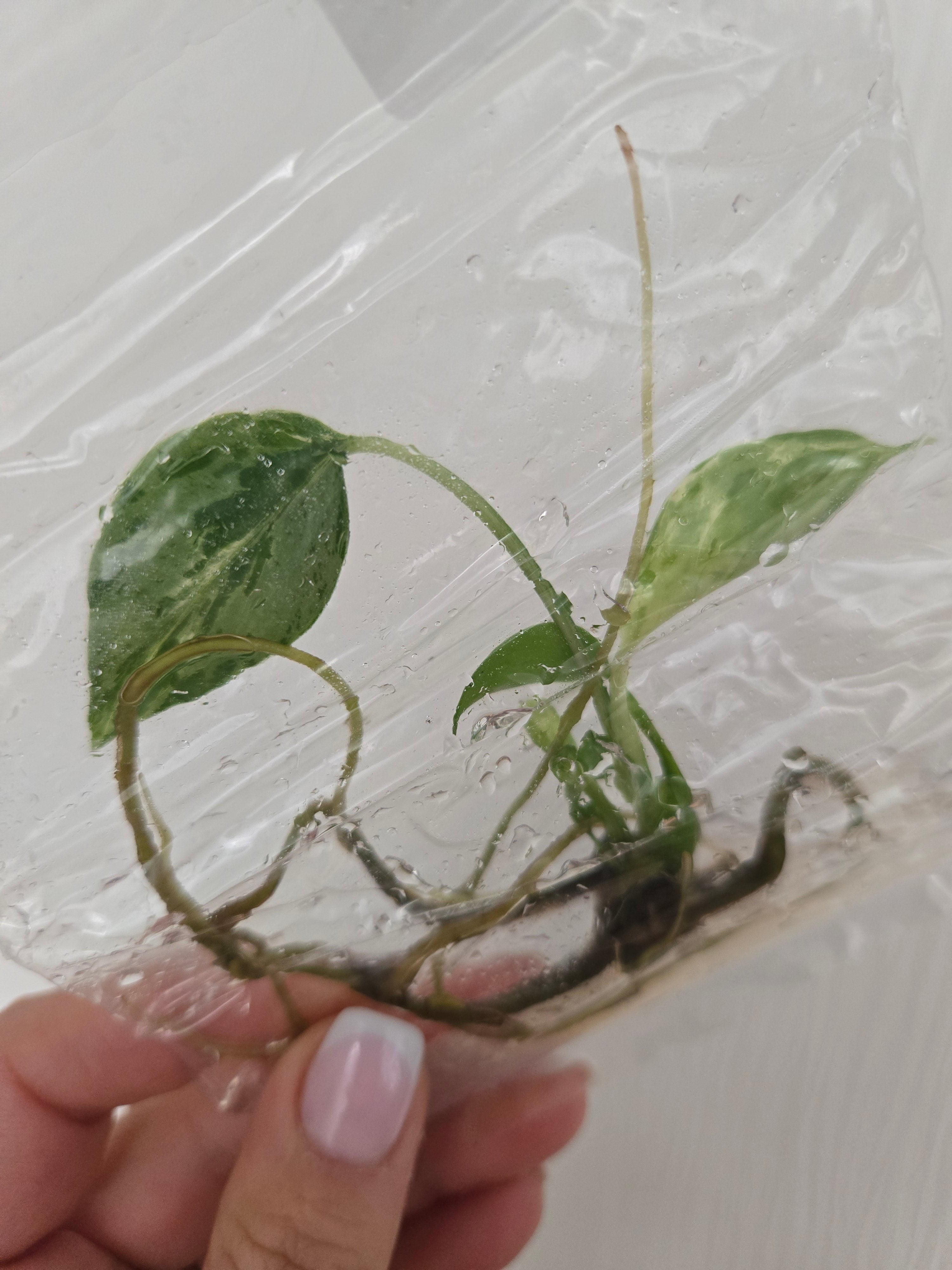 Monstera Bulbasaur Auction