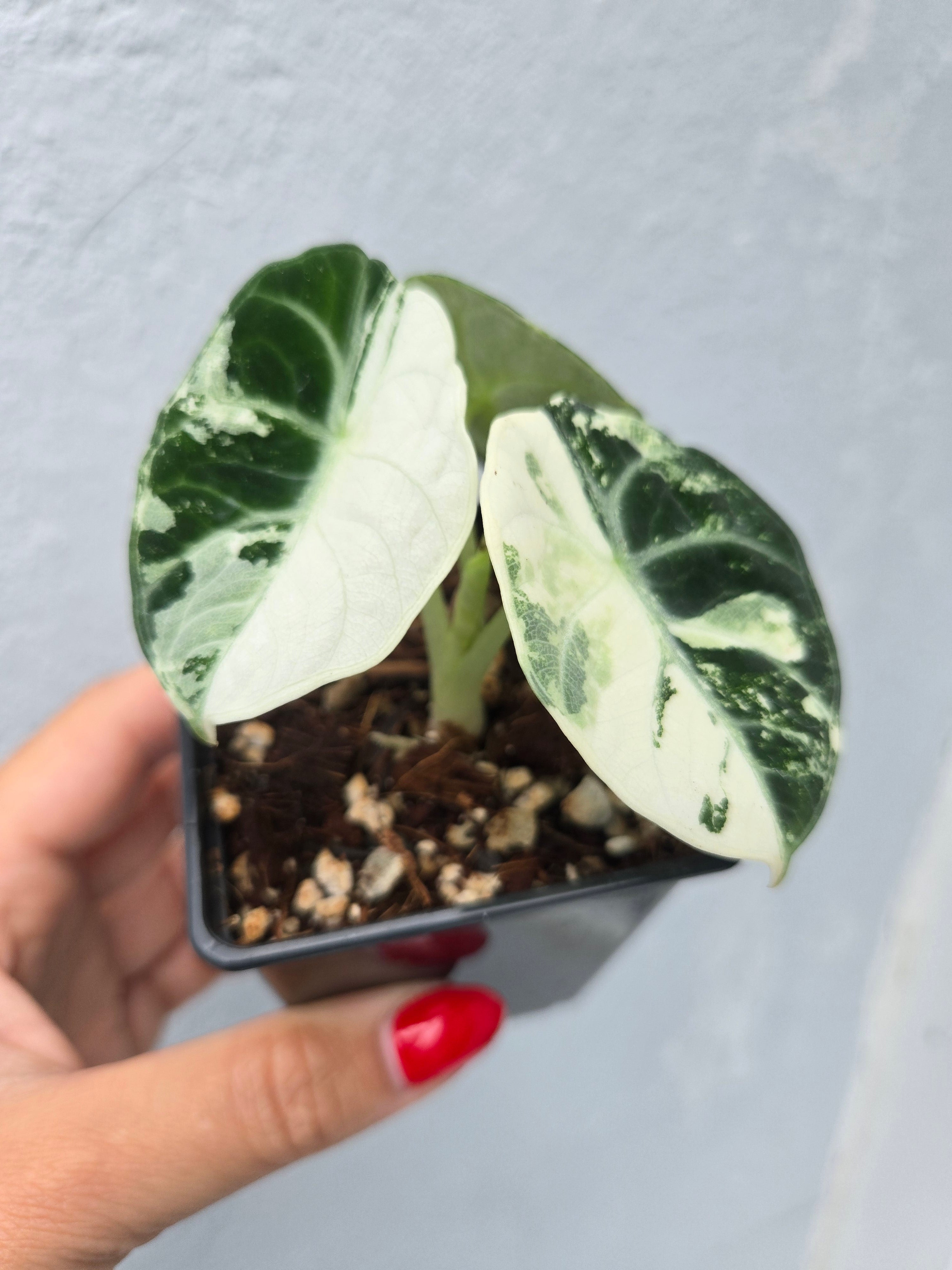 Alocasia Ninja Albo Variegata