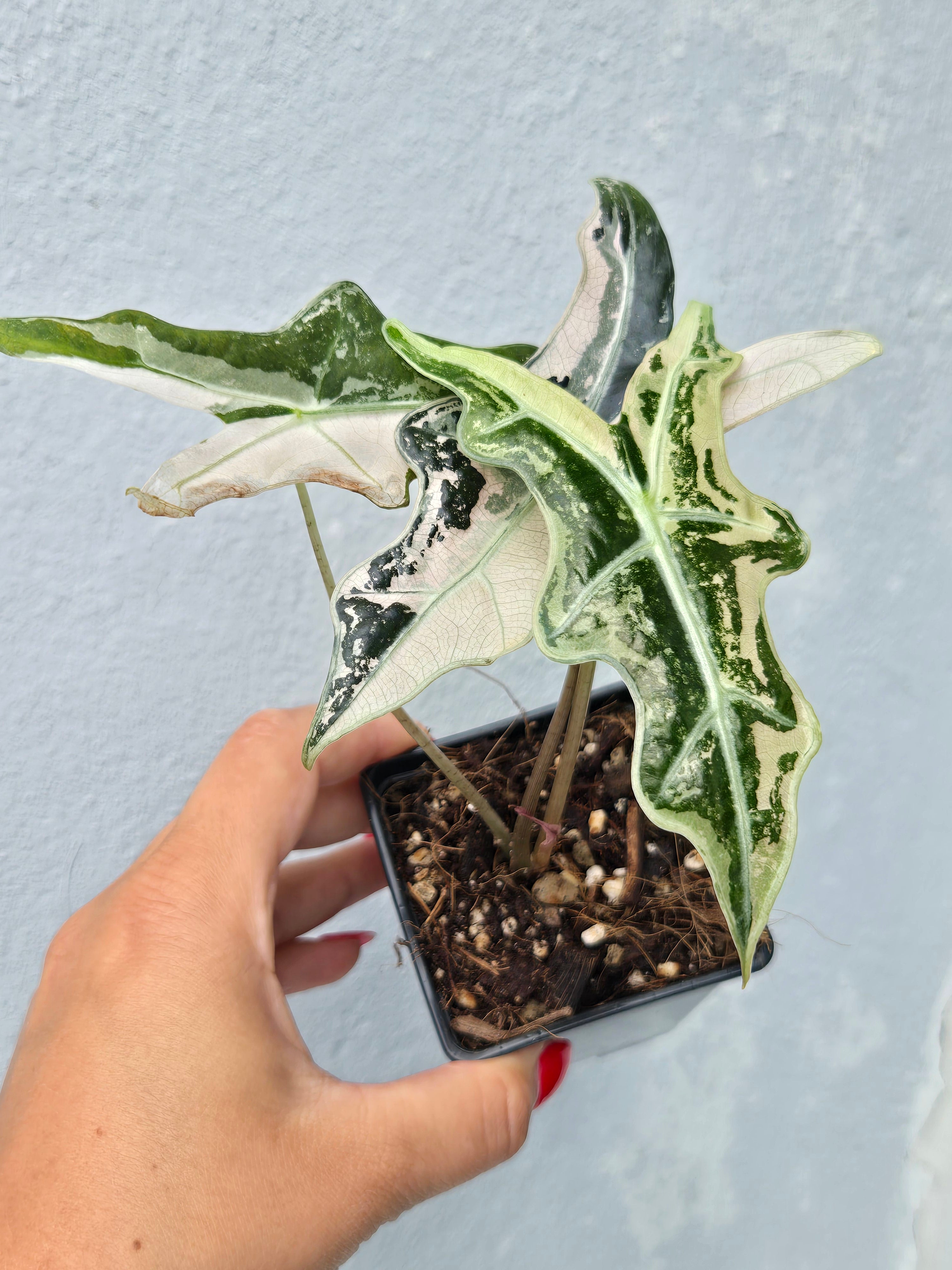 Alocasia Nobilis Pink