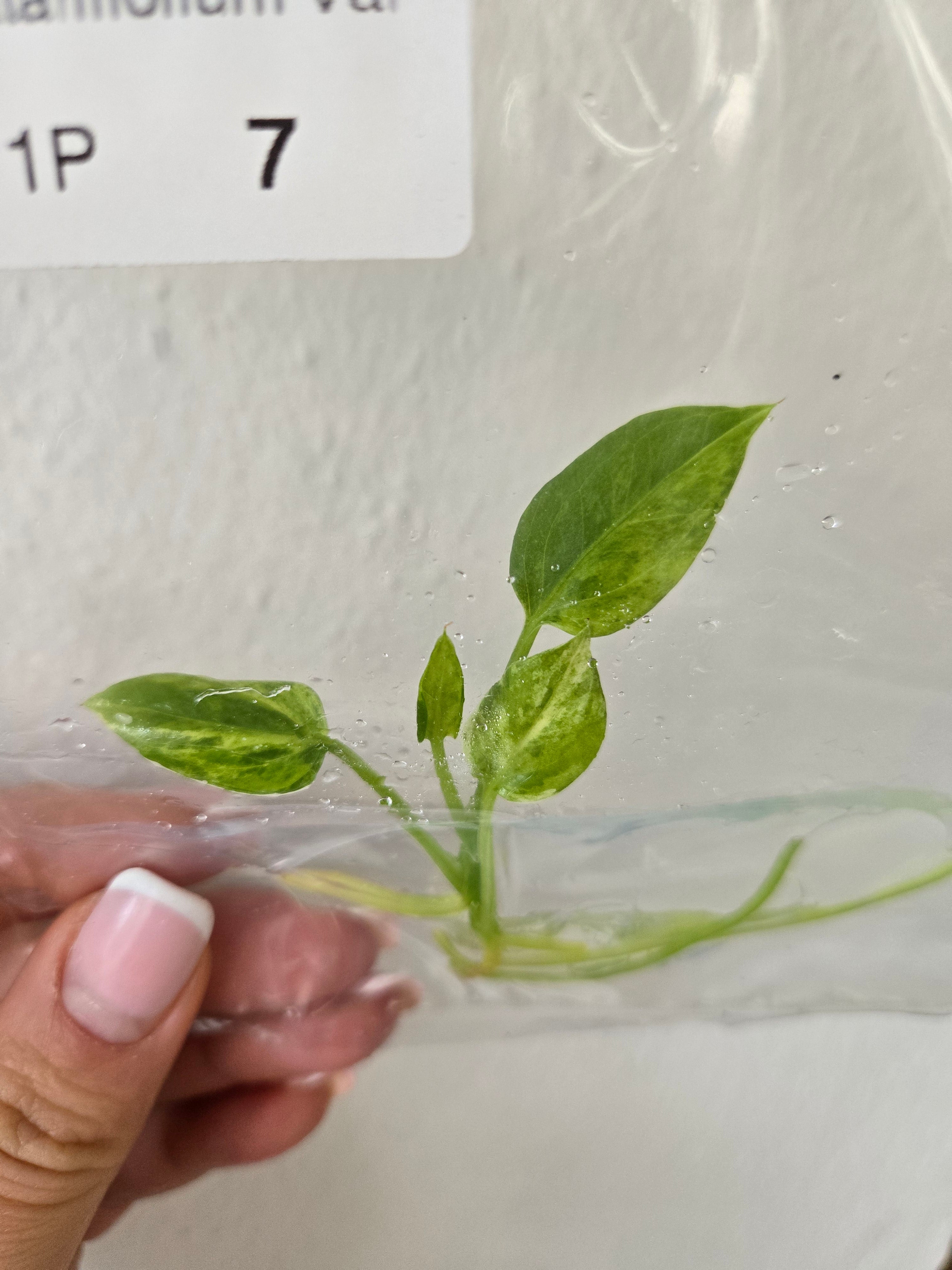 Anthurium Vittariifolium Variegata -TC