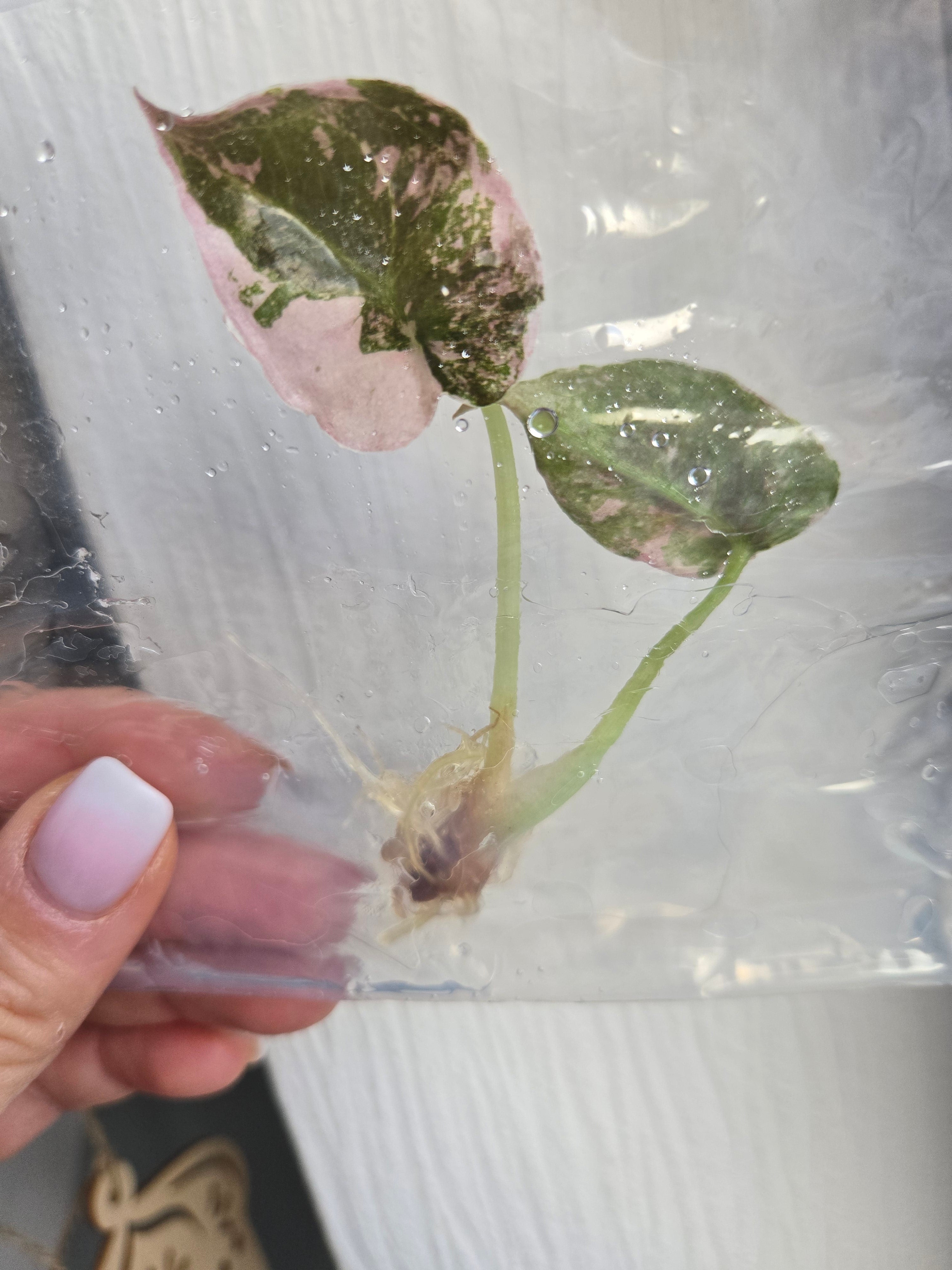 Alocasia Cuprea Pink Variegata - TC- Tissue Culture