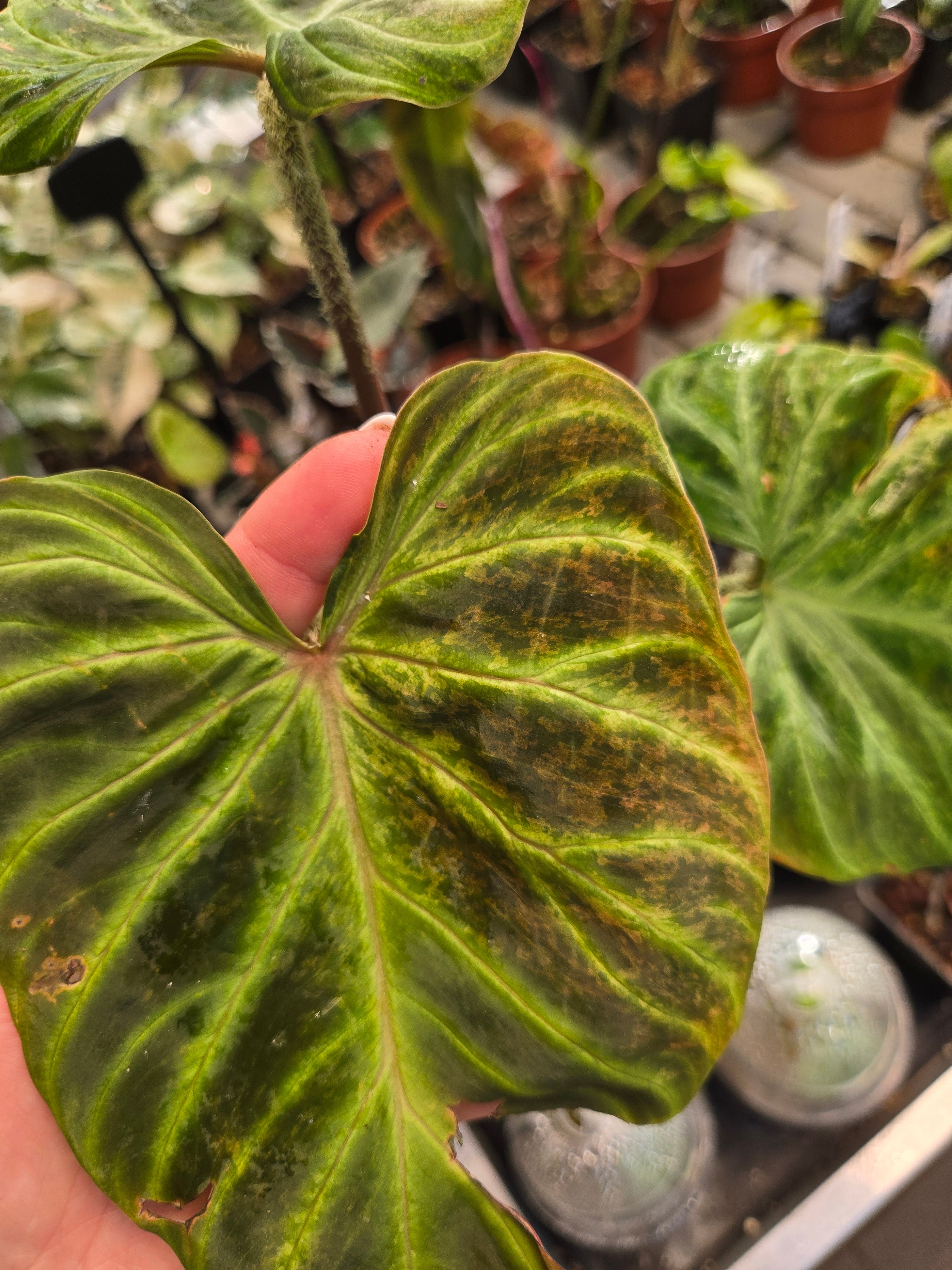Philodendron Verrucosum Variegata