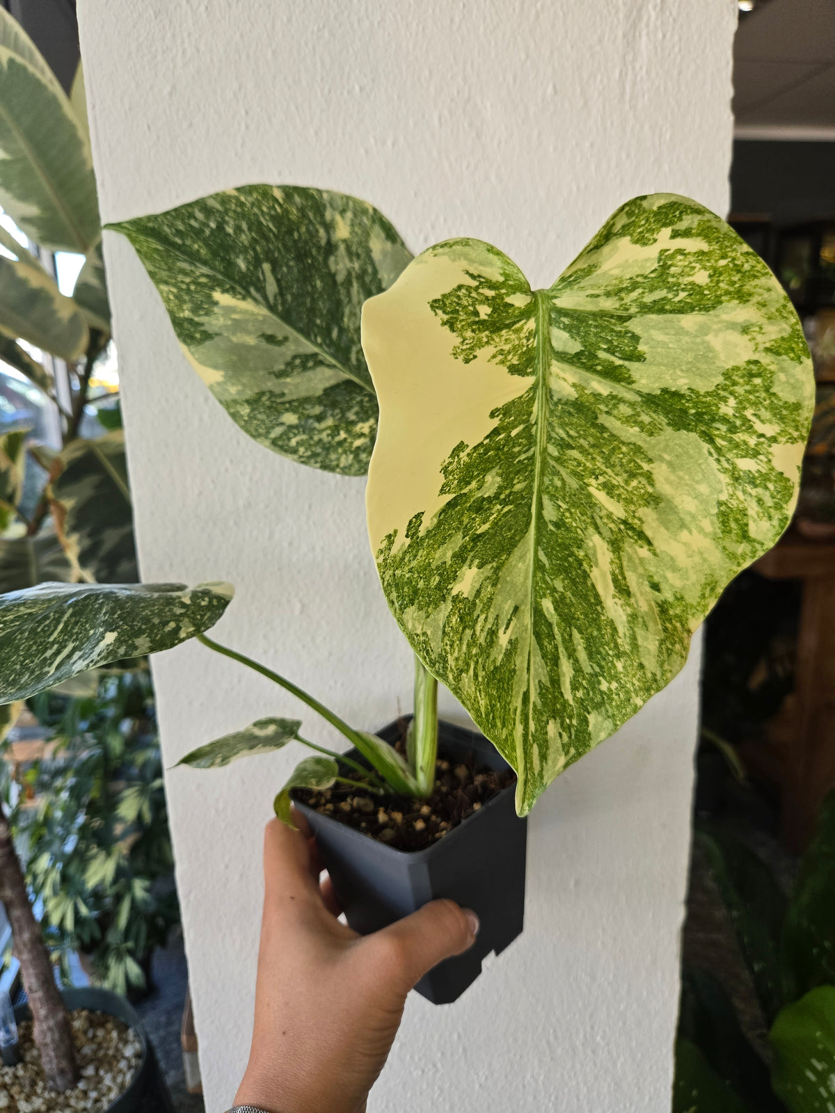Monstera Cream Cheese