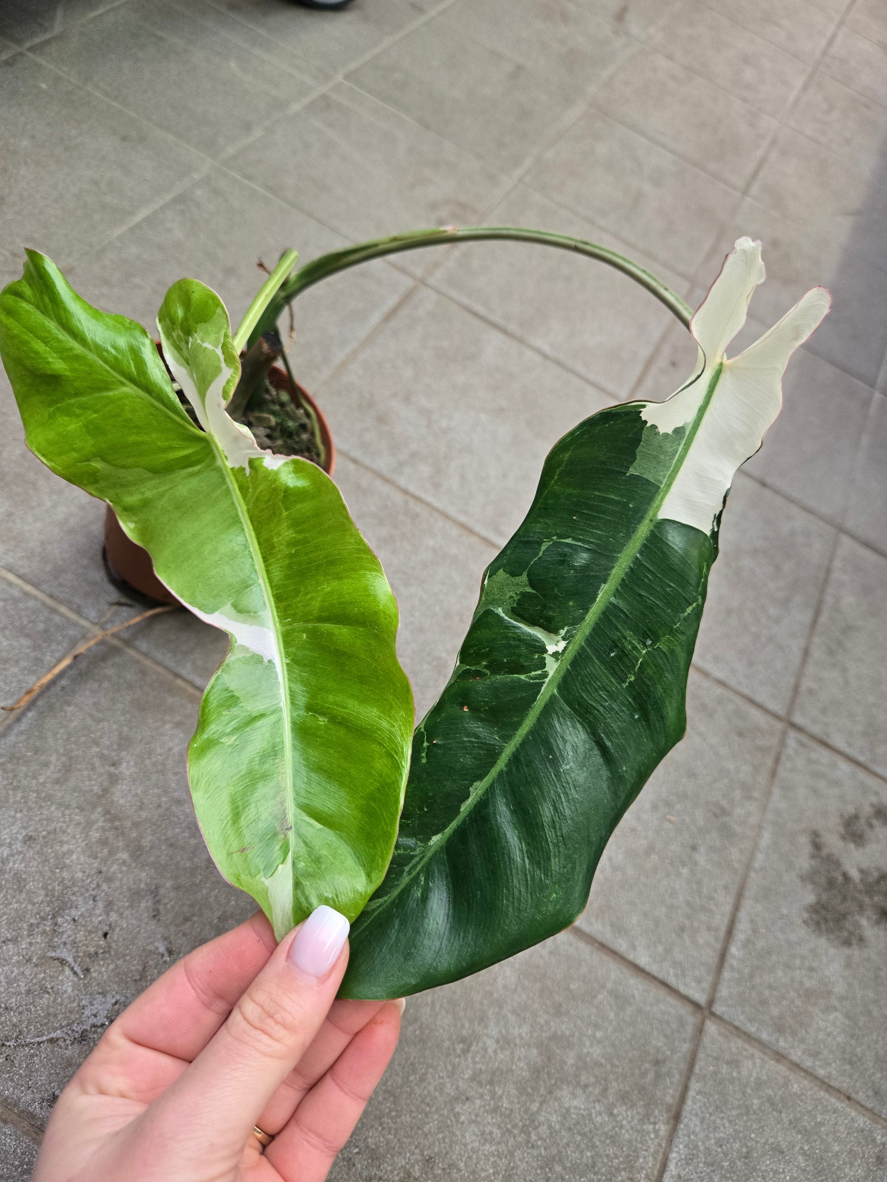 Philodendron Paraiso Verde Albo