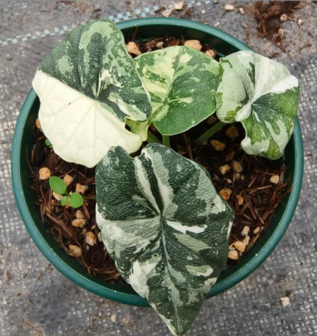 Alocasia Melo Albo -TC