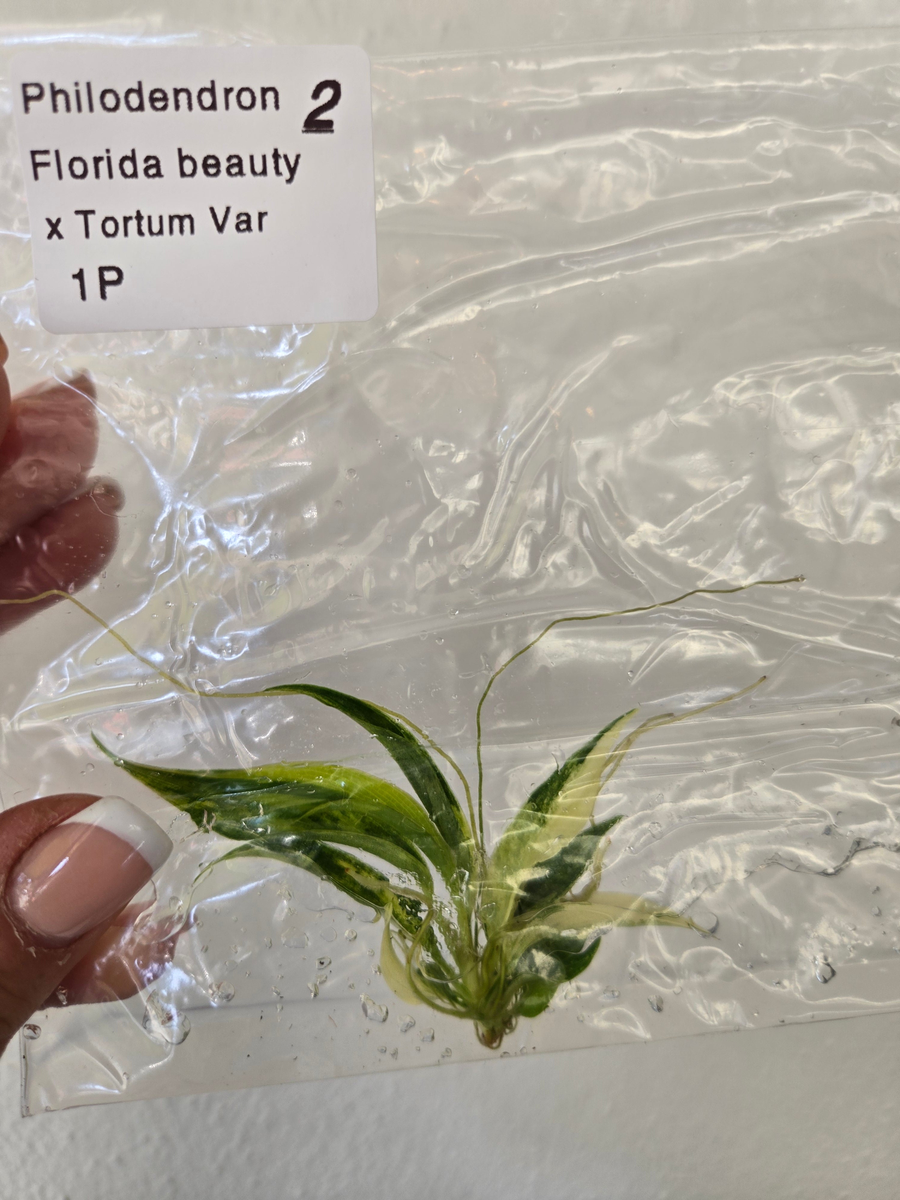 Philodendron Florida Beauty x Tortum variegated- Tc Tissue Culture