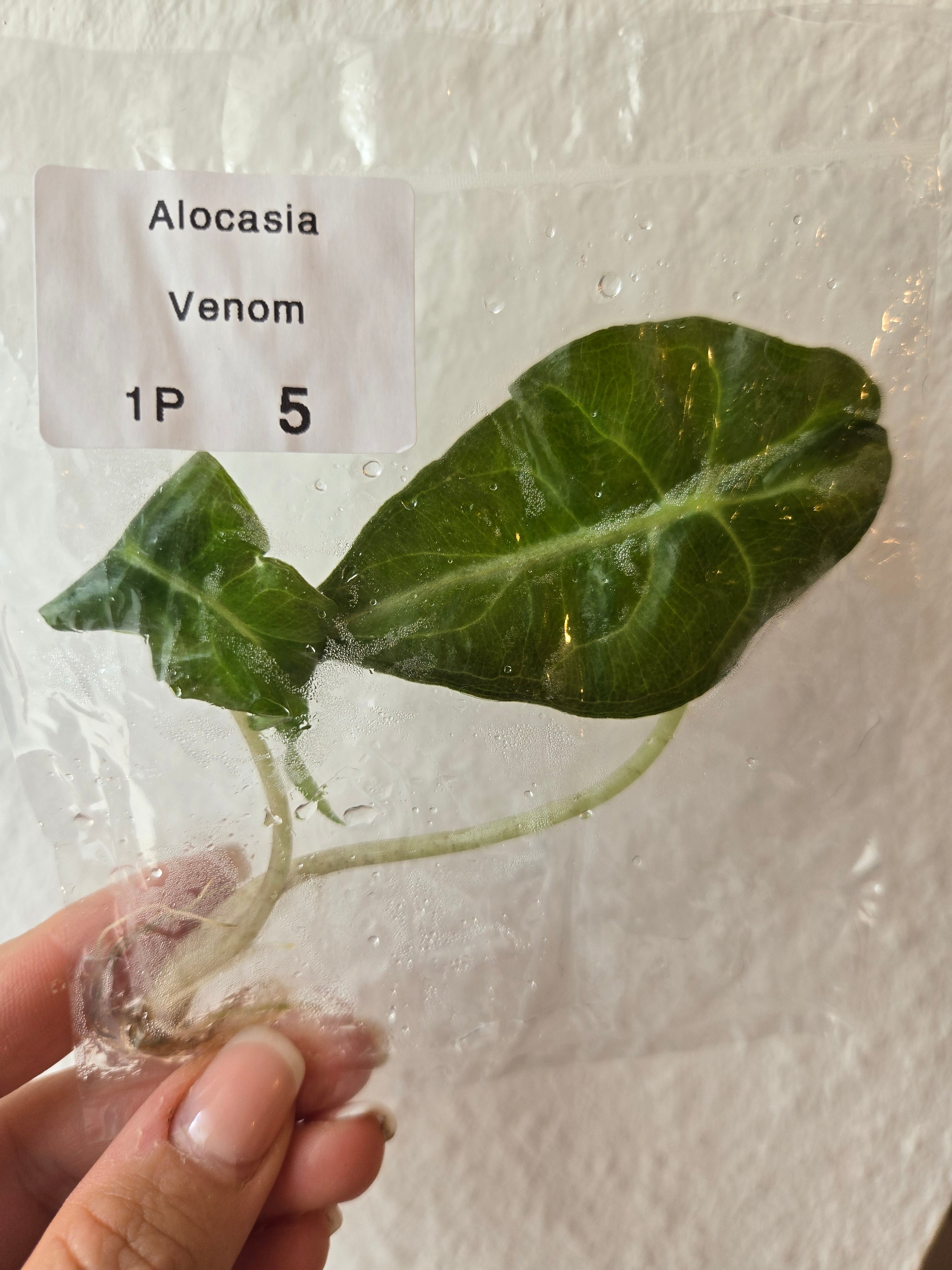 Alocasia Venom