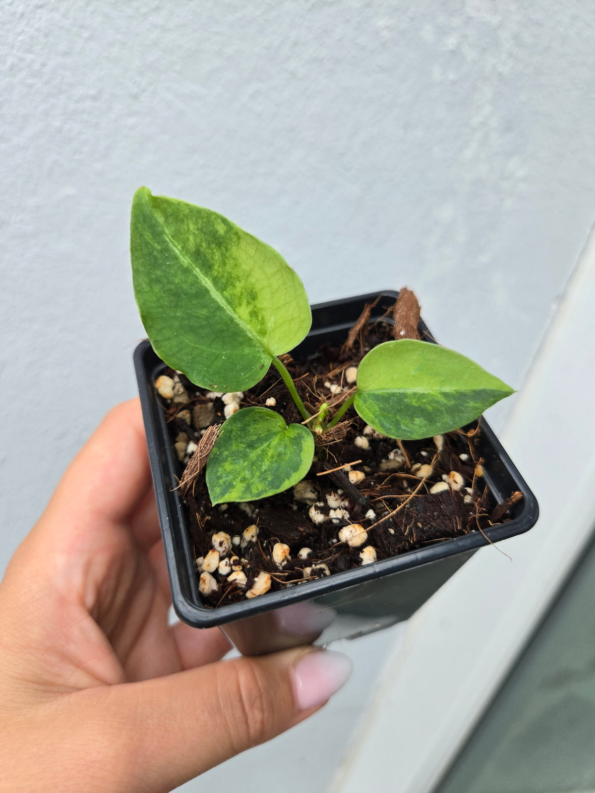 Anthurium Magnificum Variegata (from Seed)
