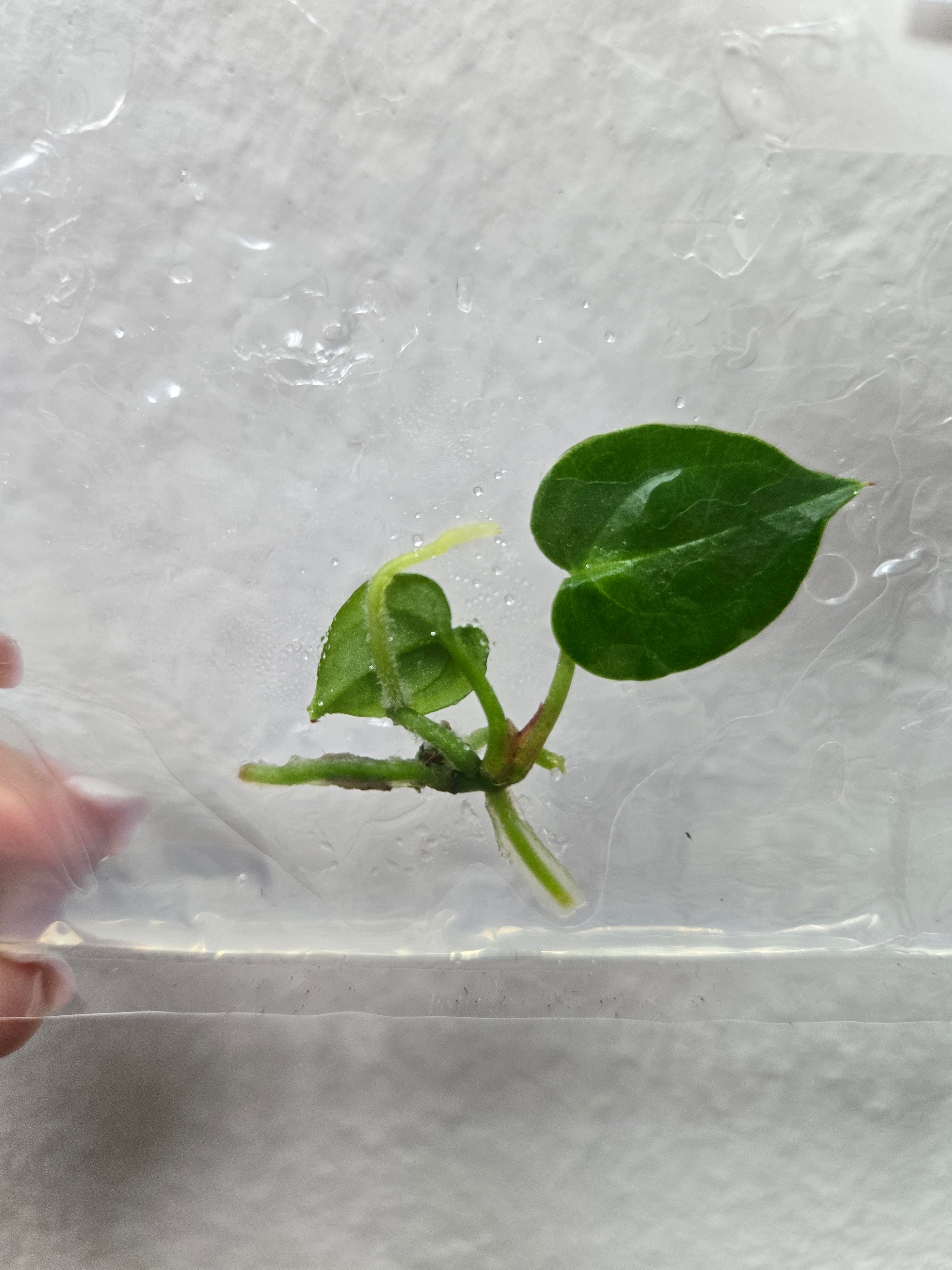 Anthurium King Of Spades KOS - TC